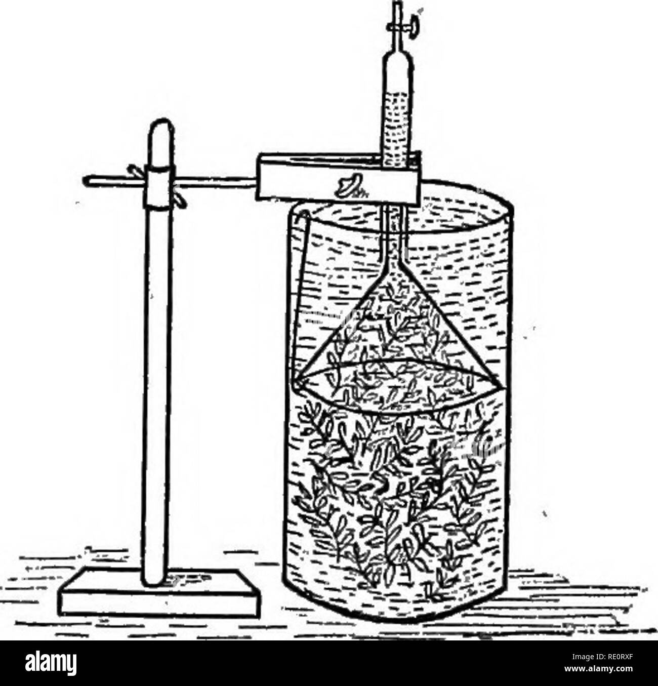 . An introduction to vegetable physiology. Plant physiology. 156