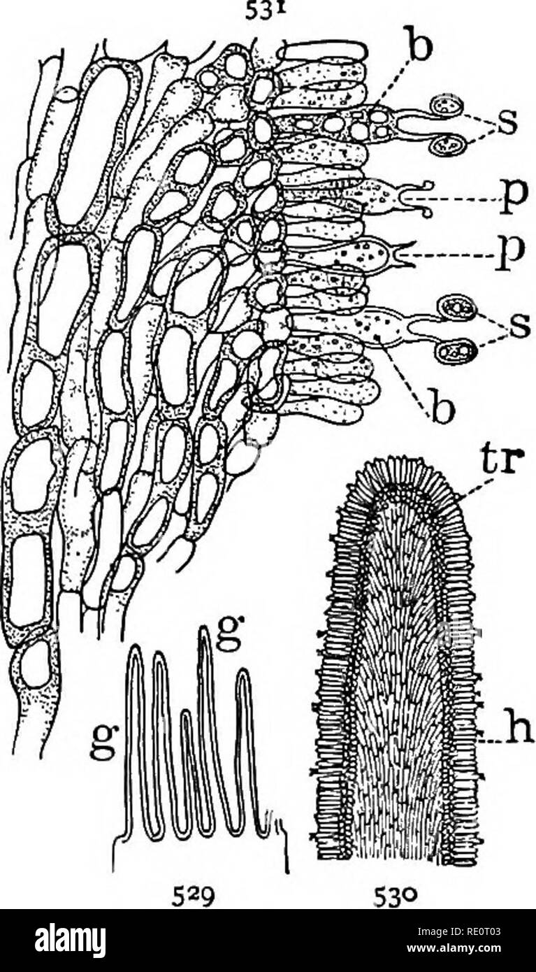 . Botany all the year round; a practical text-book for schools. Botany. (infundibuliform, Fig. 528); umbonate, having a protubeis ance at the apex (Fig. 527), etc; whether the margin is turned up at the edge (revolute, Fig. 524), or under (involute, Fig. 527). Look at the under surface and examine 393. The Gills, or laminae. — Notice whether they are broad or narrow, whether they extend straight from stem to margin or are rounded at the ends, or are curved, 528. — Chanterelle (Cantha- , , rellus cibarius), with infundi- LOOineu, buliform pileus and decurrent qj- lobed gills. in any way. Notice Stock Photo