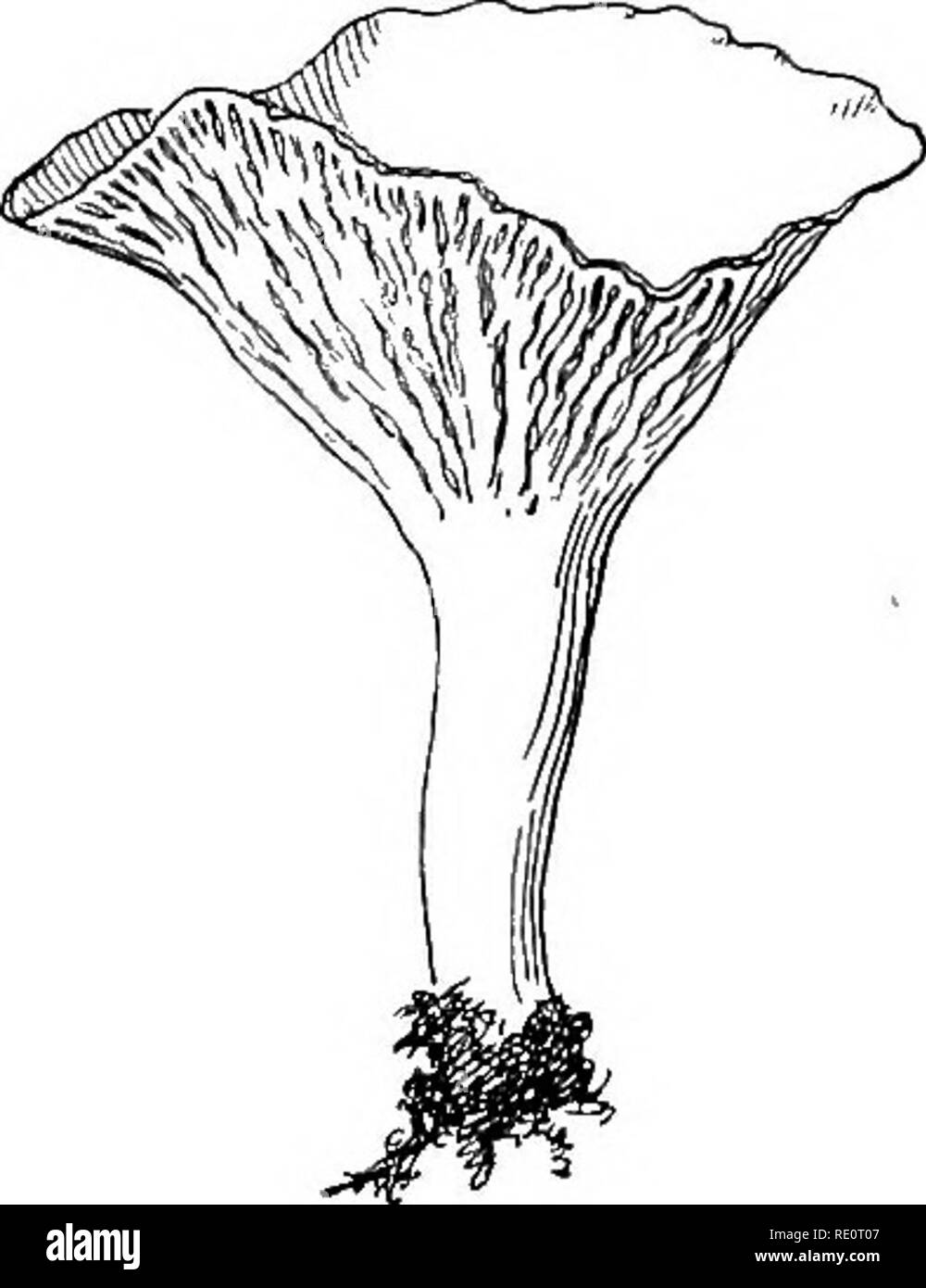 . Botany all the year round; a practical text-book for schools. Botany. 2/6 FUNGI. (infundibuliform, Fig. 528); umbonate, having a protubeis ance at the apex (Fig. 527), etc; whether the margin is turned up at the edge (revolute, Fig. 524), or under (involute, Fig. 527). Look at the under surface and examine 393. The Gills, or laminae. — Notice whether they are broad or narrow, whether they extend straight from stem to margin or are rounded at the ends, or are curved, 528. — Chanterelle (Cantha- , , rellus cibarius), with infundi- LOOineu, buliform pileus and decurrent qj- lobed gills. in any  Stock Photo