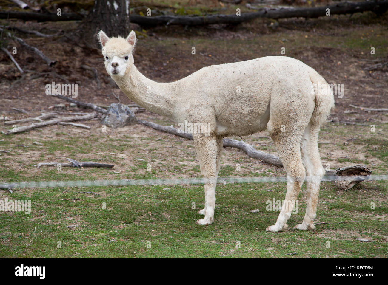 ALPACA is a species of South American camelid and new species of animals at some Swedish farms Stock Photo