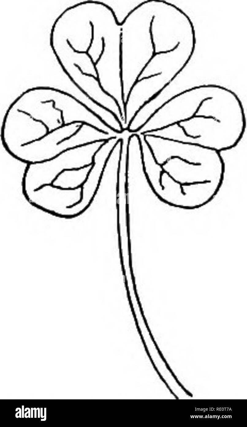 . Botany all the year round; a practical text-book for schools. Botany. 66. — Pinnately trifoliolate leaf of a desmodium. 67.- - Palmately trifoliolate leaf of wood sorrel. bush clover {Lespedesa), with one of wood sorrel {Oxalis), or any common clover, and observe the mode of attach- ment of the terminal leaflet. When the common petiole is prolonged ever so little beyond the insertion of the. Please note that these images are extracted from scanned page images that may have been digitally enhanced for readability - coloration and appearance of these illustrations may not perfectly resemble th Stock Photo
