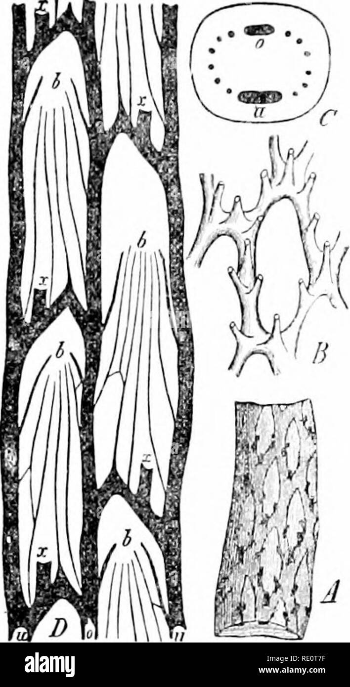. Plants and their uses; an introduction to botany. Botany; Botany, Economic. THE FERNS 539. Fig. 366.âFern Stems {Aspidiuni sjjp.). A, underground stem {rhizome) of A. Filix-mas with rind removed to shoy the net-worli of fibrovascular bundles. B, one mesh of this nct-worlv enlarged to show the branches which enter a leaf to form its framework. C, cross-section of a rhizome (â 4. corioceu}n) slightly enlarged to show the cylindrical fibrovascular system formed of two main strands, the upper (o) smaller than the lower (n), and the finer branches of these which enter the leaves. D, the fibrovas Stock Photo