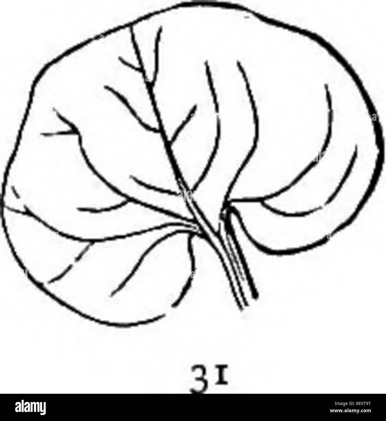 . Botany all the year round; a practical text-book for schools. Botany. 3,2 THE LEAF 36. Shape and Texture of Leaves. — Examine a number of leaves of different liinds and see how they differ from each other in regard to — General Outline: whether round, oval, heart-shaped, lanceolate, etc. (Figs. 27-33).. Please note that these images are extracted from scanned page images that may have been digitally enhanced for readability - coloration and appearance of these illustrations may not perfectly resemble the original work.. Andrews, Eliza Frances, b. 1840. New York, Cincinnati [etc. ] American b Stock Photo