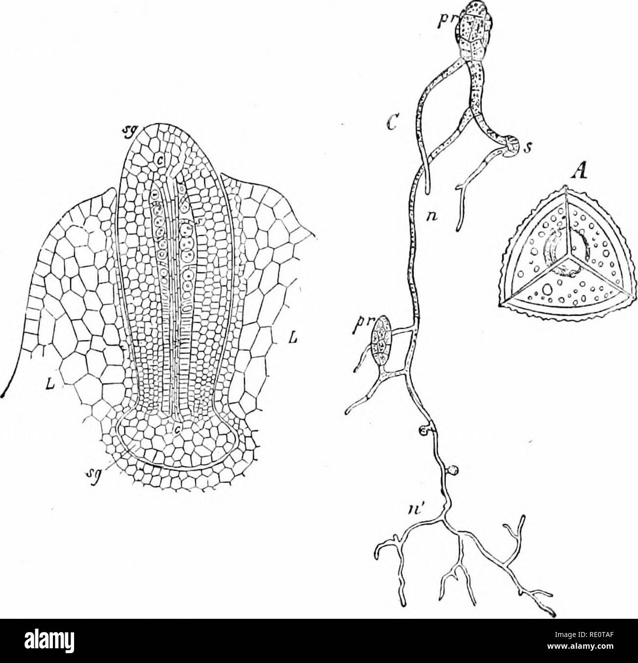 . Plants and their uses; an introduction to botany. Botany; Botany, Economic. THE TRUE MOSSES 523. Fig. 345.—Horned-liverwort. Younj; sporophyte {.^ij, i&lt;ij) showing the be- ginnings of a columella (c, c) and spores (s). L, L, caij-ptra, -iJQ. (Hofmeister.) Fig. 346.—Peat moss (Sphagnum- ncutifolium, Peat moss Family, Sphagna- cecp). A, spore, highly magnified. C, spore (s) germinating in water producing a green branched thread or protonema (n, n') from whi^h buds (pr, pr) arise and produce gametophytes. (Schimper.)—-Plant common in bogs. Fig. 347. — Peat moss. Flat pro- tonema {pr, pr) pro Stock Photo