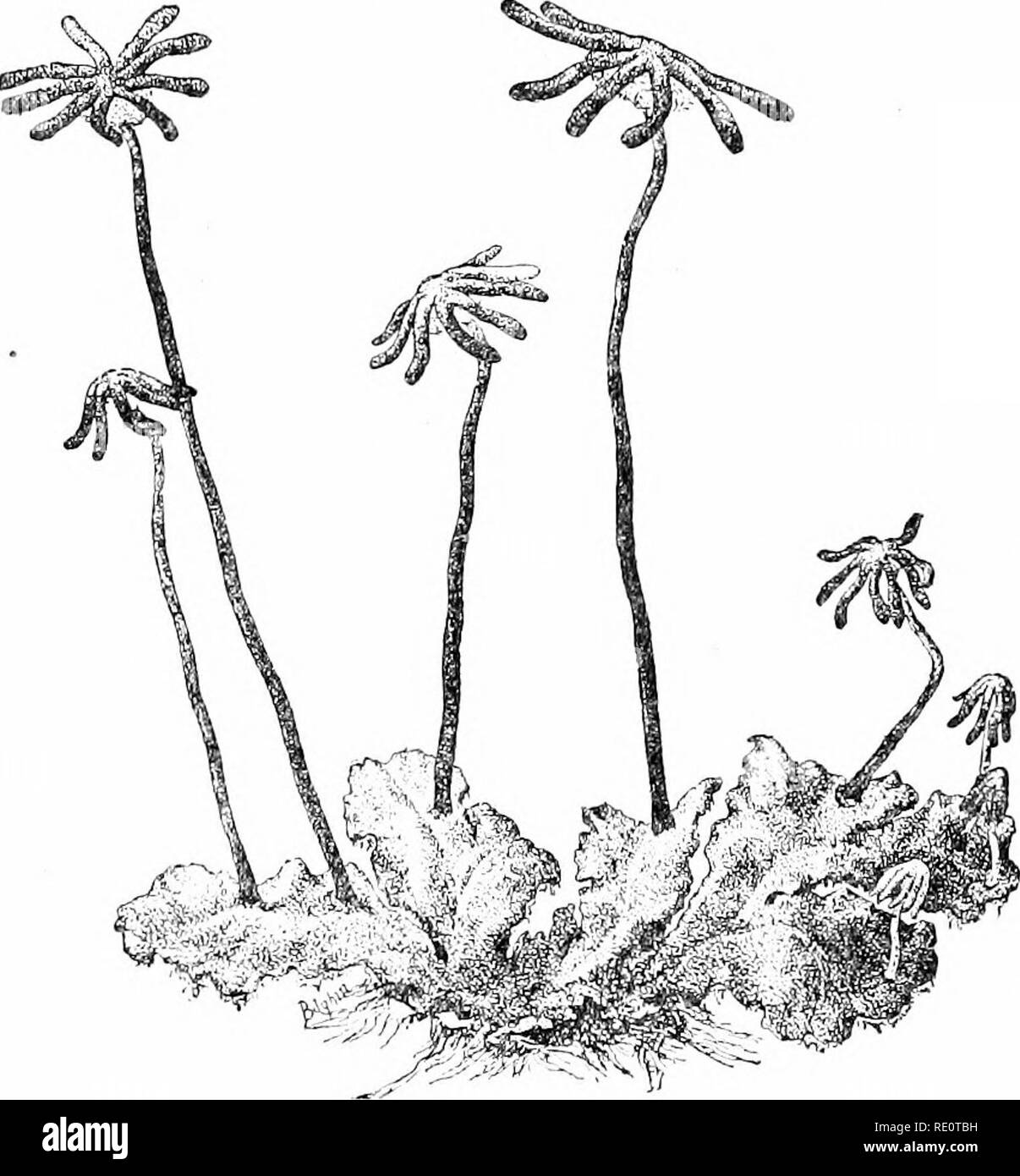 . Plants and their uses; an introduction to botany. Botany; Botany, Economic. 518 LIFE-HISTORIES. Fig. 341, I.—Umbrella-liverwort. Female plant (i), bearing archegonia- earriers (archegoiiiophores). (Atkinson.) tophyte develops from a spore in much the same waj^ as happens with the other liverworts described. P^ven more than in Riccia it is like the thallus of ColeooliKte, notably in possessing but a single chromatophorc in each cell, and in having no trace of pseudo-lea-'es (Fig. 343). The gametangia are completely emljedded in the thallus (Fig. 344). Tlie embryo (E) develops a somewhat expa Stock Photo