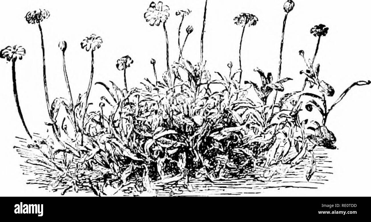 . Cyclopedia of American horticulture, comprising suggestions for cultivation of horticultural plants, descriptions of the species of fruits, vegetables, flowers, and ornamental plants sold in the United States and Canada, together with geographical and biographical sketches. Gardening. 856 KAULFUSSIA KENTIA the plants are to grow; or they may be started indoors and the plants transplanted to the open. The f:?enus Kaulfussia was founded by Nets in 1^20. In 1817, how- 'Vv3. 1208. Charieis heterophylla. commonly known as Kaul- fussia amelloides. ever, the plant was described by Cassini as Charie Stock Photo