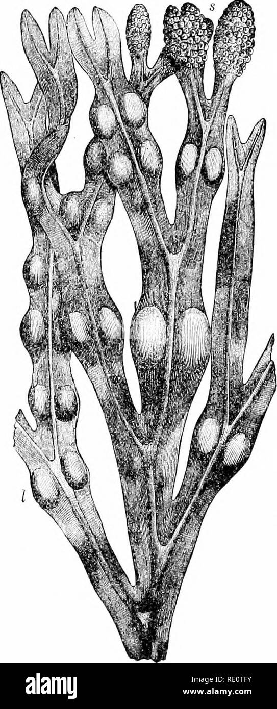 . Plants and their uses; an introduction to botany. Botany; Botany, Economic. Fig. 317.—Sea-taugle. Transverse section through the outer part of a stalk 2 cm. in diameter, 'V'- showing the darker riud [r, r) containing sUnie-canals (g. {]); and the lighter interior tissue (p, p) which form the greater bulk. (Luersscn.) Fig. 318.—Bladder-wrack (Fucus trsirulusus, Wrack Family, Fiicdctw). Branch bearing air-bladders (l) and swollen tips (s) containing con- ceptacles. (Luerssen.)—Brown, slimy, tough seaweed, sometimes 1 m. long, growing attached to i-ocks, etc., between tides along the North Atla Stock Photo