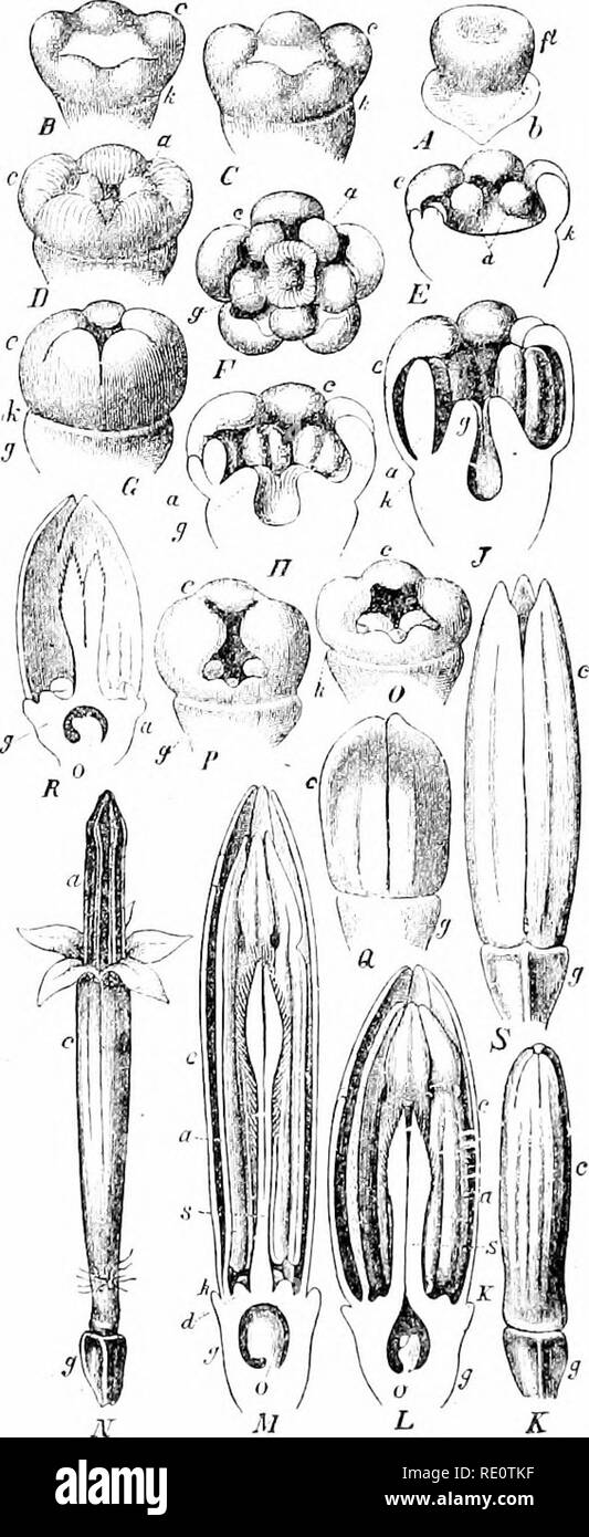 . Plants and their uses; an introduction to botany. Botany; Botany, Economic. 380 VARIOUS PLANT (iROUPS Fig. 299, I.âFlower of Oxeye (Heliopsis scahra, Sunflower Family, Compositce). A-N, stages in the development of a tubular floret, enlarged. .4, very young stage in whirh tlie flower (fl) is as yet with- out petals but is plainly dis- tinguishable from its bract (6). B, shows the ringlilie swelling {/c) which represents the calyx, and five knoljs (c) which are the beginnings of petals. C, a somewhat more advanced stage, just before the appearance of stamens. D, showing the stamens (a) just a Stock Photo