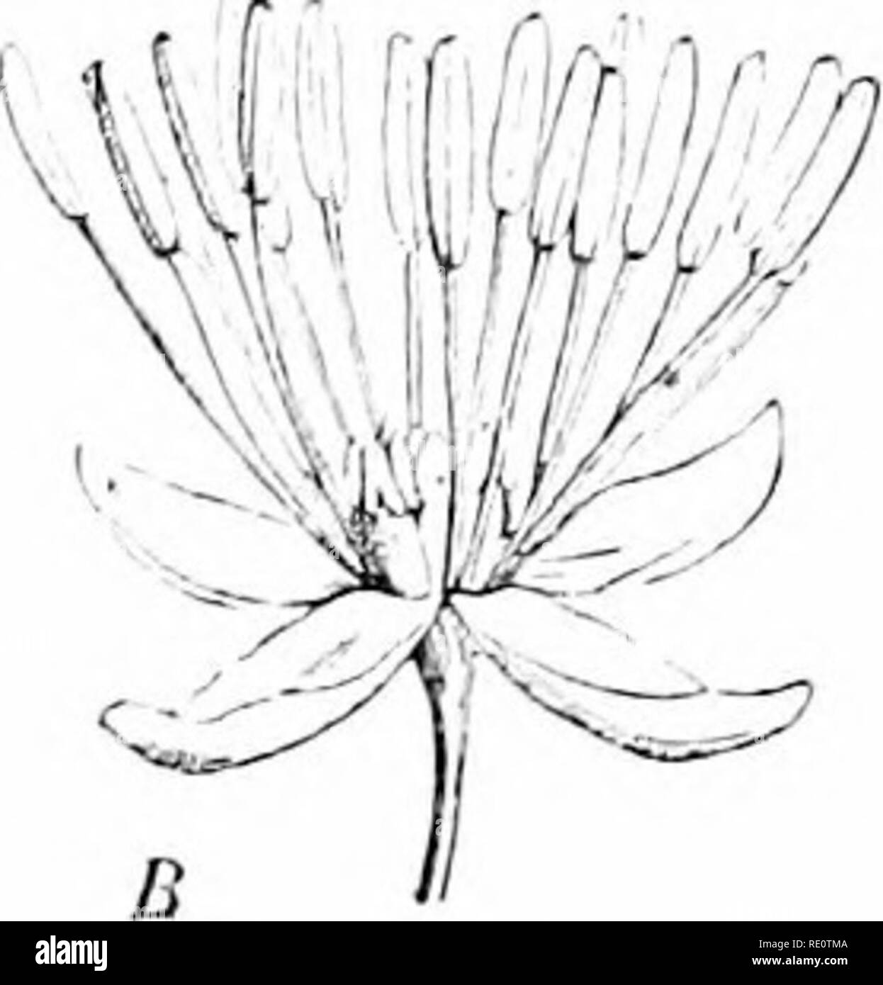 . Plants and their uses; an introduction to botany. Botany; Botany, Economic.  .. Fig. 293.—Meadow Hue {TkoLictniia Jlaoatu, Crowfoot Faiijil^-, Ranuncu- lacea). A, flower-cluster. B, flower, enlarged. C, same, cut vertically. D, floral diagram. E, pistils. F, fruit, entire, and cut vertically. G, seed. (LeMaout and Decaisne.)—Perennial herb about 1 m. tall; flowers yellow; fruit dry. Native home, Eurasia. stalk of its owi^, called a 'peiiohtlcJ Such leaves are classed as divided or compound. If, as in this example, the leaflets or their petiolules spring directly from the main petiole the le Stock Photo