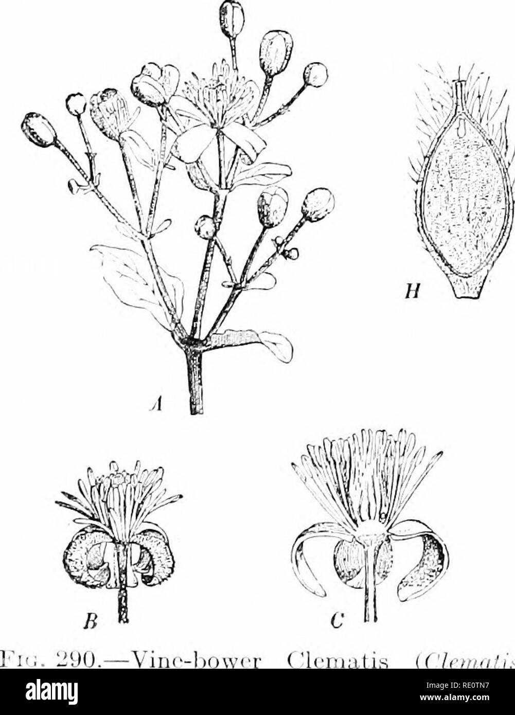 . Plants and their uses; an introduction to botany. Botany; Botany, Economic. :53G THE CliOWFfK)'! FAMILY the woofl-anemony and tlie Christmas rose, and persist over the winter as a reservoir of food upon wliieh liuds may feed the foIlo-iA'ing spring. Such an elongated subterranean stem is eahed a rootstock or rhizome.^- When, as in the bulbous crowfoot, the subterranean base of the stem Ijecomes so much gorged with food as to 1)e sphiproidal or oblate in form it is termed a &quot;solid l)ull)&quot; or conn.-. fid -Vino-ljowiT ('IcTiiatis {('Ivmuiis VUiUbii, Crowfoot Family, Rannnculaceir). /I Stock Photo