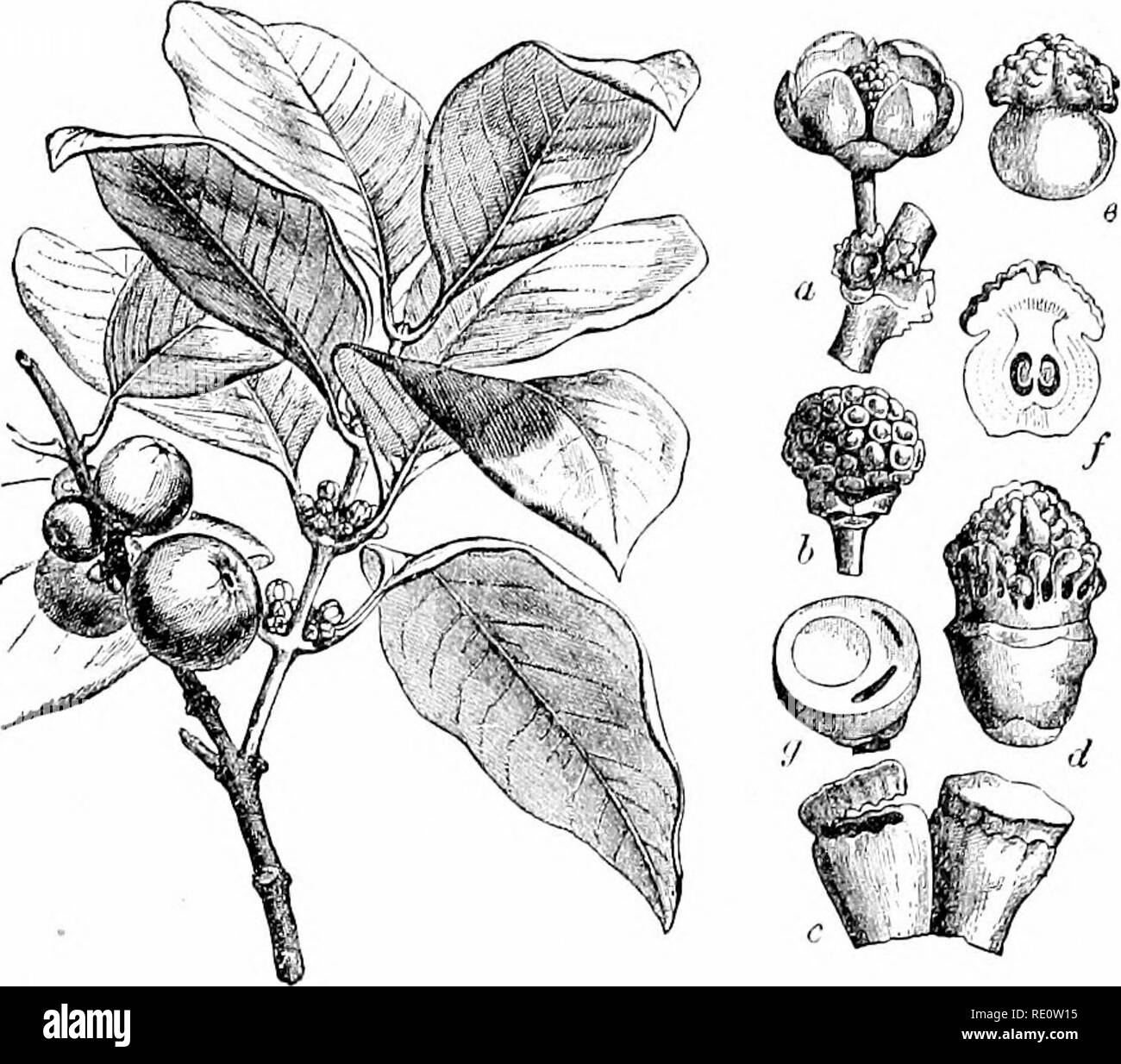 Bamboo yellow plants Black and White Stock Photos & Images Alamy