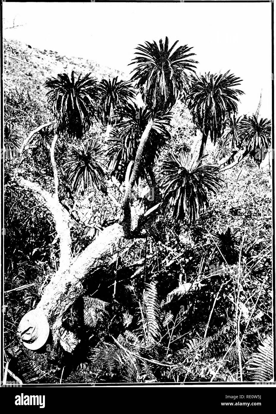 . The indigenous trees of the Hawaiian Islands. Trees. PLATE 205.. CLERMONTIA HALBAKALENSIS Eock. Growing on the inner crater wall of Puiinianiau, slopes of Mt. Haleakala; elevation 7000 feet. Island of Maui.. Please note that these images are extracted from scanned page images that may have been digitally enhanced for readability - coloration and appearance of these illustrations may not perfectly resemble the original work.. Rock, Joseph Francis Charles, 1884-1962. Honolulu, T. H. Stock Photo