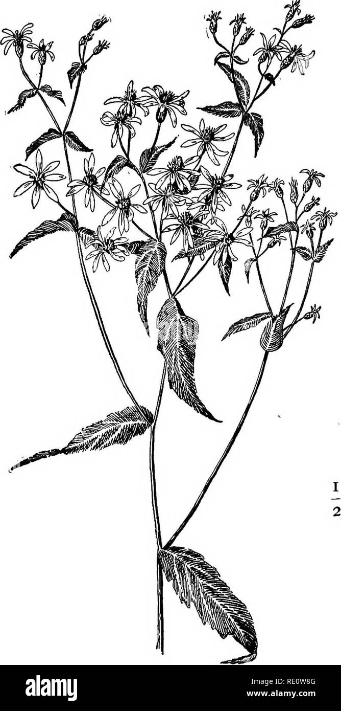 . Flowers of field, hill, and swamp;. Botany. WHITE-TOPPED ASTER (Sericocarpus conyzoides). Please note that these images are extracted from scanned page images that may have been digitally enhanced for readability - coloration and appearance of these illustrations may not perfectly resemble the original work.. Creevey, Caroline A. Mrs. New York, Harper &amp; Brothers Stock Photo