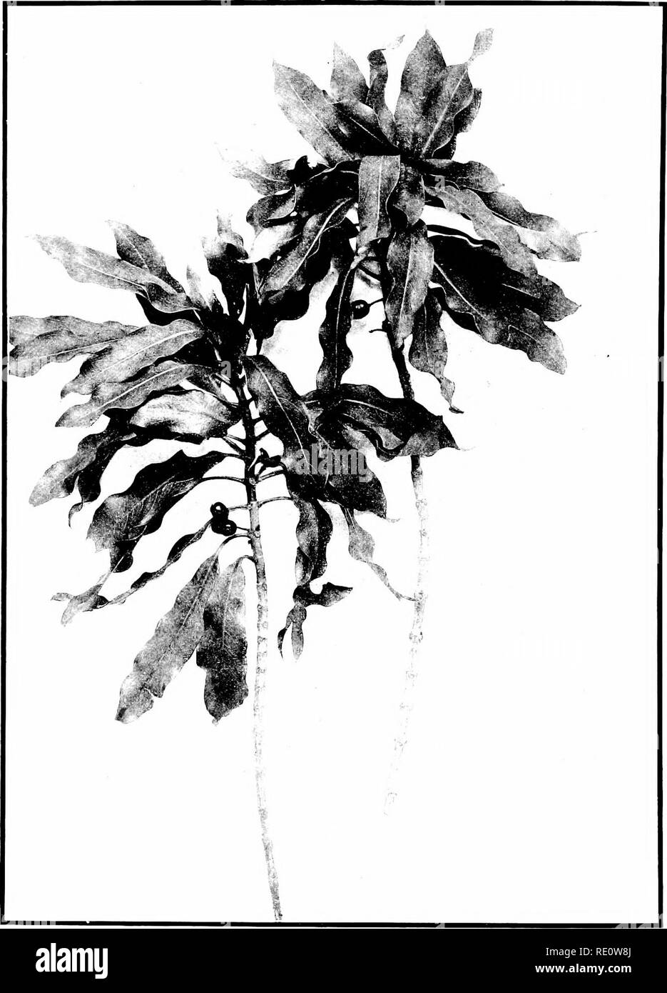 . The indigenous trees of the Hawaiian Islands. Trees. 'LATE 193. COPROSMA LONGIFOLIA (Irav. Pilo. Fiuitiiii;' luniich, aliont oiio-liaH' untui'.-il size.. Please note that these images are extracted from scanned page images that may have been digitally enhanced for readability - coloration and appearance of these illustrations may not perfectly resemble the original work.. Rock, Joseph Francis Charles, 1884-1962. Honolulu, T. H. Stock Photo