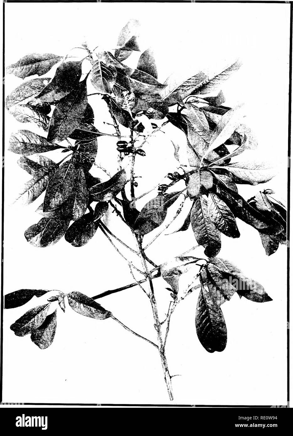 . The indigenous trees of the Hawaiian Islands. Trees. I'LATK nil'.. COPROSMA GRAYANA Ilock sp. iiov. Pilo. Fruiting liranch, one-lialf natural size.. Please note that these images are extracted from scanned page images that may have been digitally enhanced for readability - coloration and appearance of these illustrations may not perfectly resemble the original work.. Rock, Joseph Francis Charles, 1884-1962. Honolulu, T. H. Stock Photo