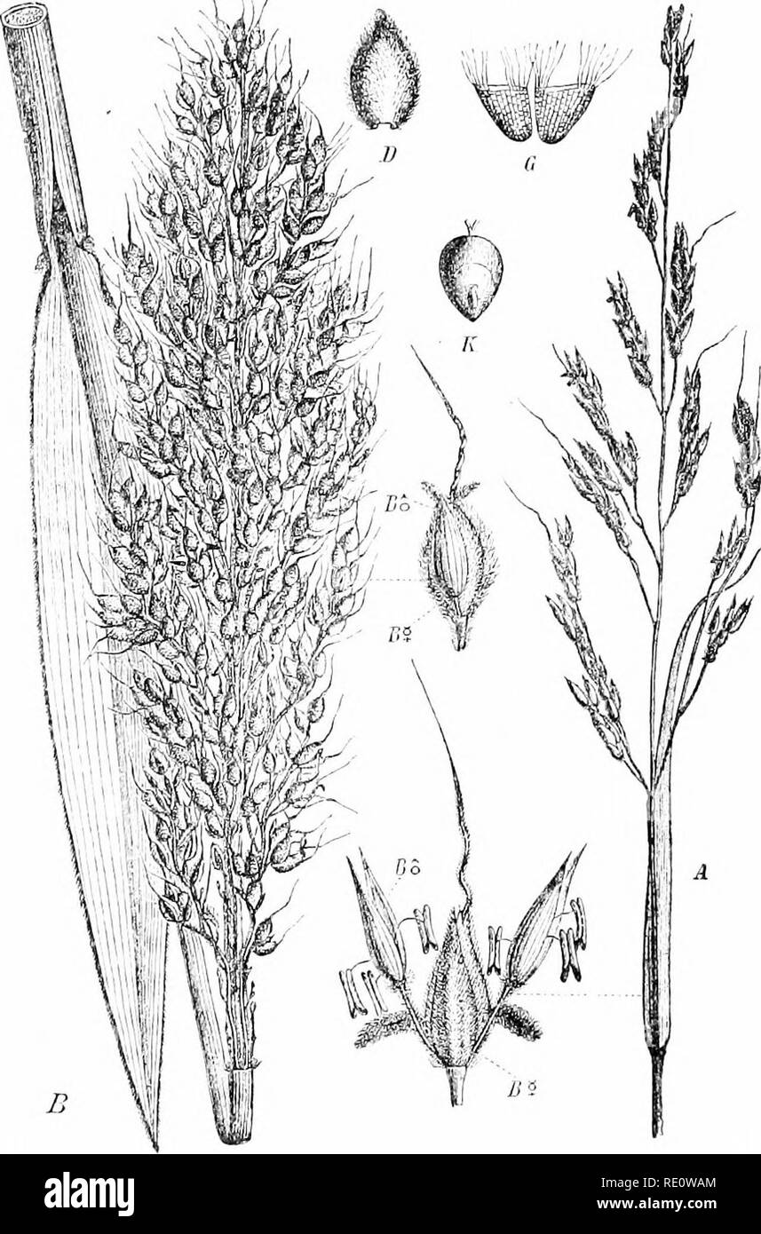 . Plants and their uses; an introduction to botany. Botany; Botany, Economic. 236 INDUSTRIAL PLANTS. Fig. 222.—Broom-corn (Andropogon Sorghiun, Grass Family, GramUiew). A, flowering top of wild form, known as Johnson ^Xi&amp;s {A. halcpensis) from which broom-corn and the various other cnltivated sorghums are believed to have been derived. B, flowering top of a cultivated form (var. vulgaris) wliich differs from tlie form used for brooms (var. technicus)miiiny in having a more compact flower-cluster. BcT, B9 , staminate and pistillate spikelets, enlarged. D, bract. K, fruit. G, lodicules. (R Stock Photo