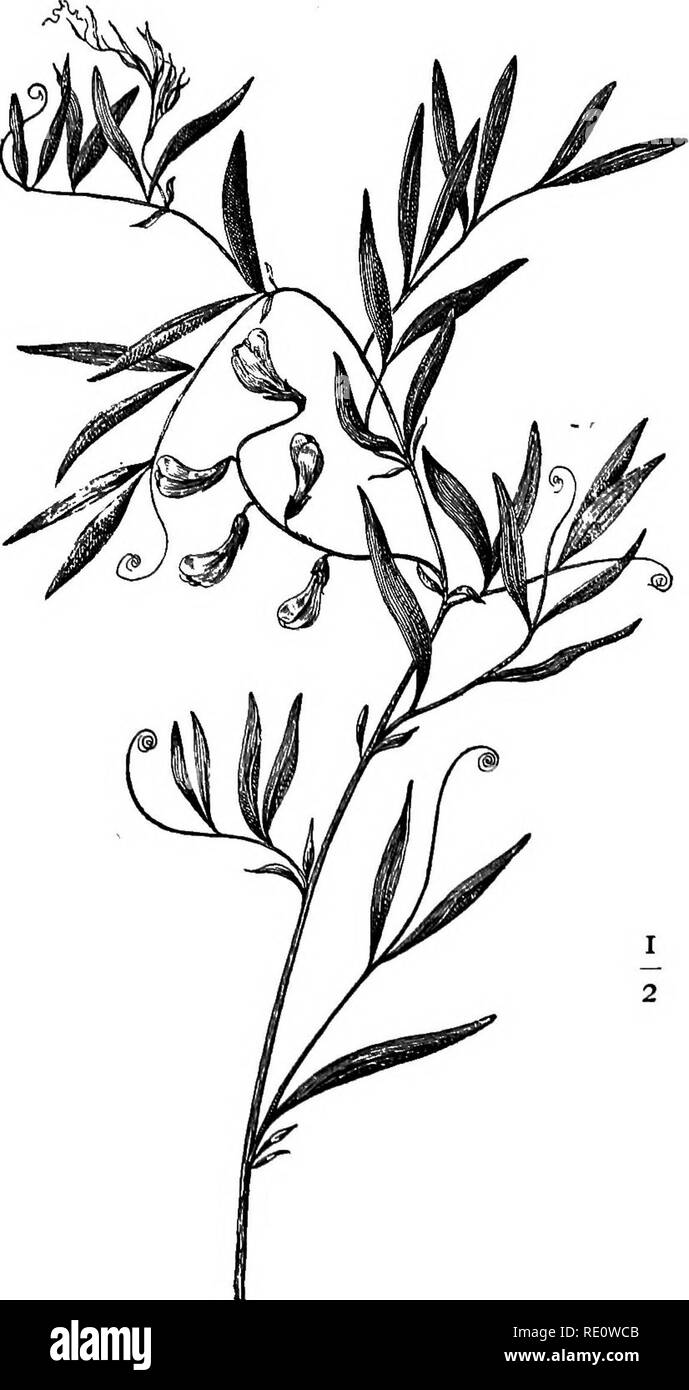 . Flowers of field, hill, and swamp;. Botany. MARSH PEA. MARSH VETCHLING. {Lathyrus palustris.). Please note that these images are extracted from scanned page images that may have been digitally enhanced for readability - coloration and appearance of these illustrations may not perfectly resemble the original work.. Creevey, Caroline A. Mrs. New York, Harper &amp; Brothers Stock Photo