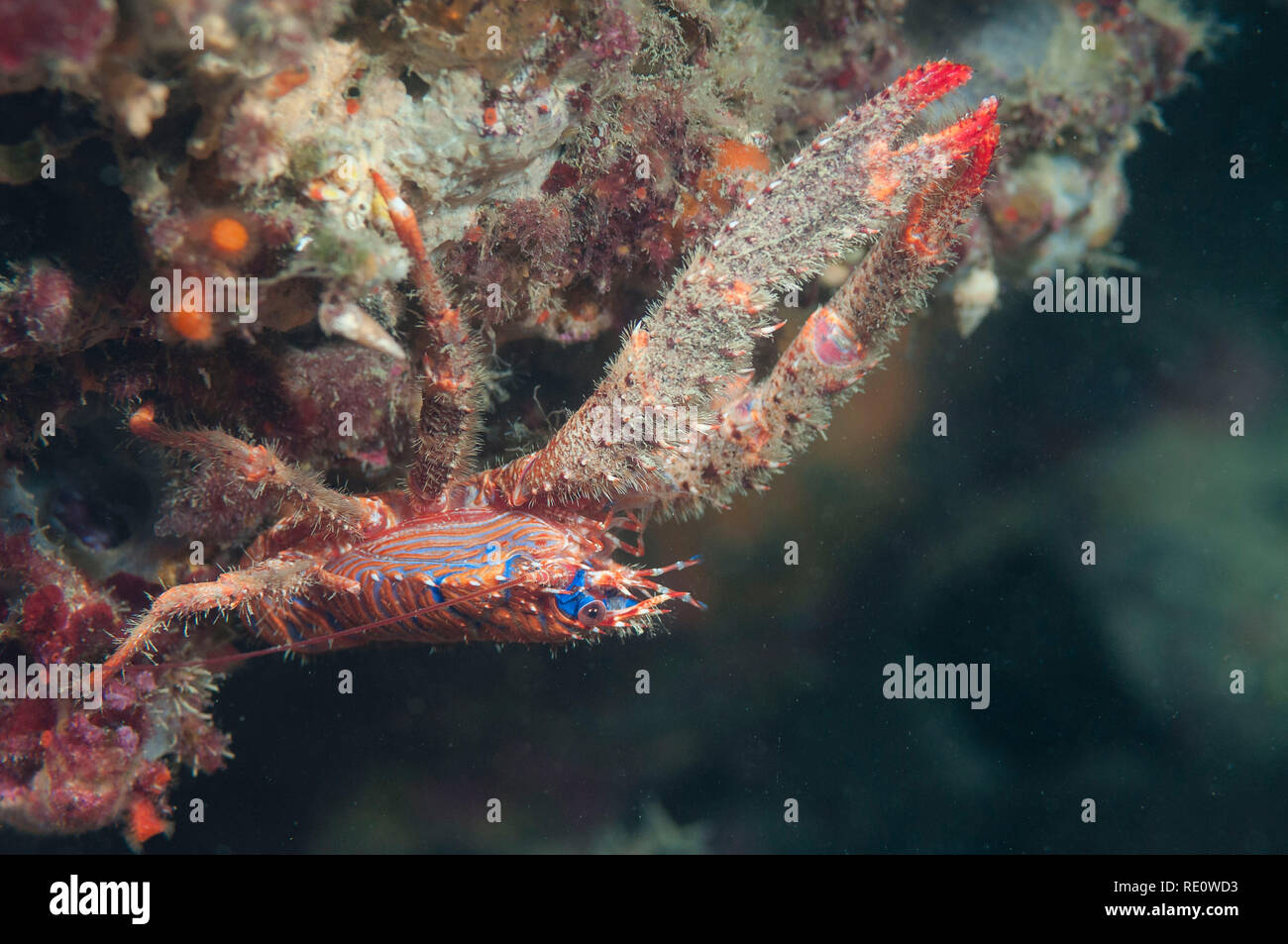 Spinous squat lobster (Galathea strigosa) Granada, Spain Stock Photo
