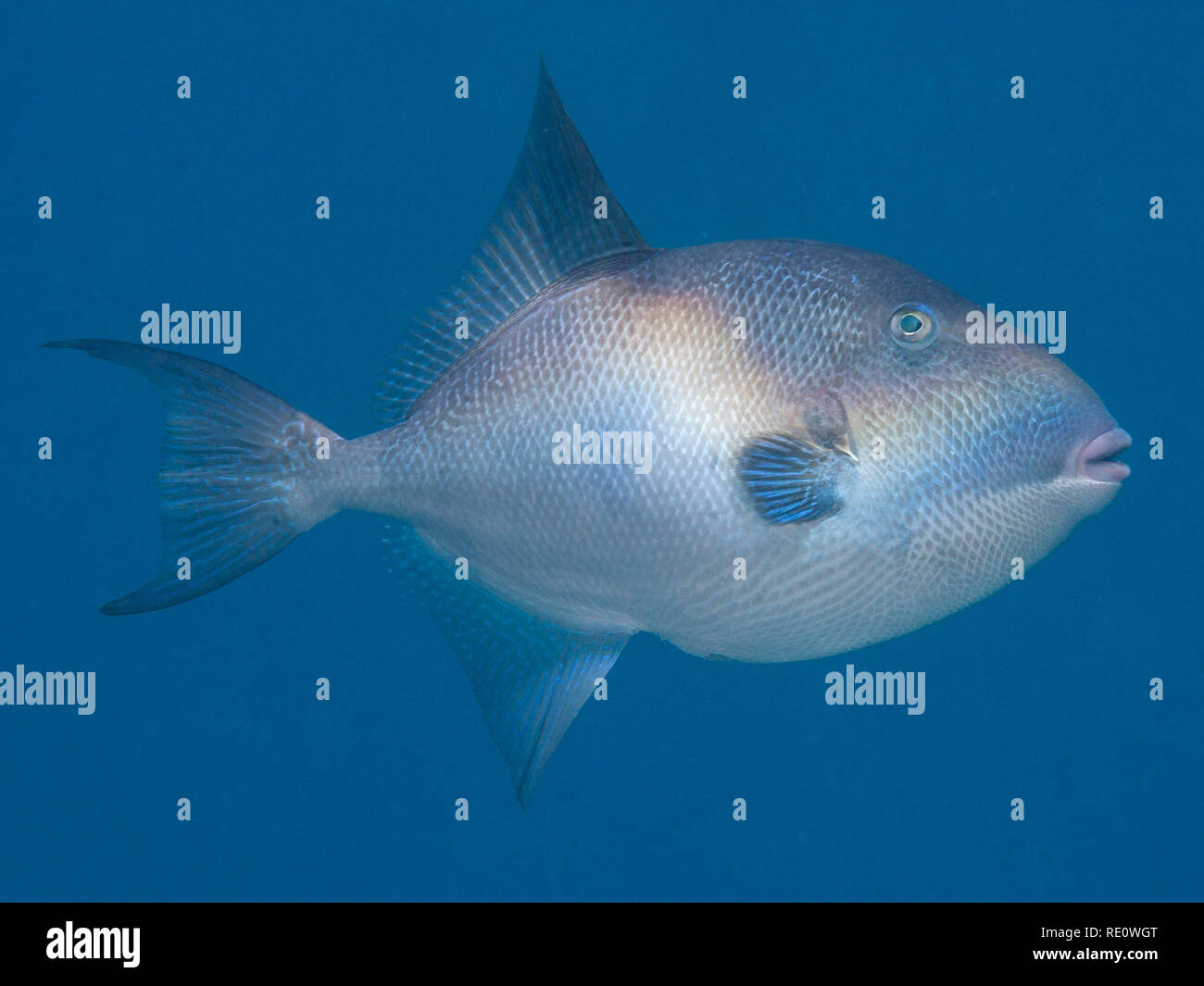 Balistes capriscus. Grey triggerfish Stock Photo