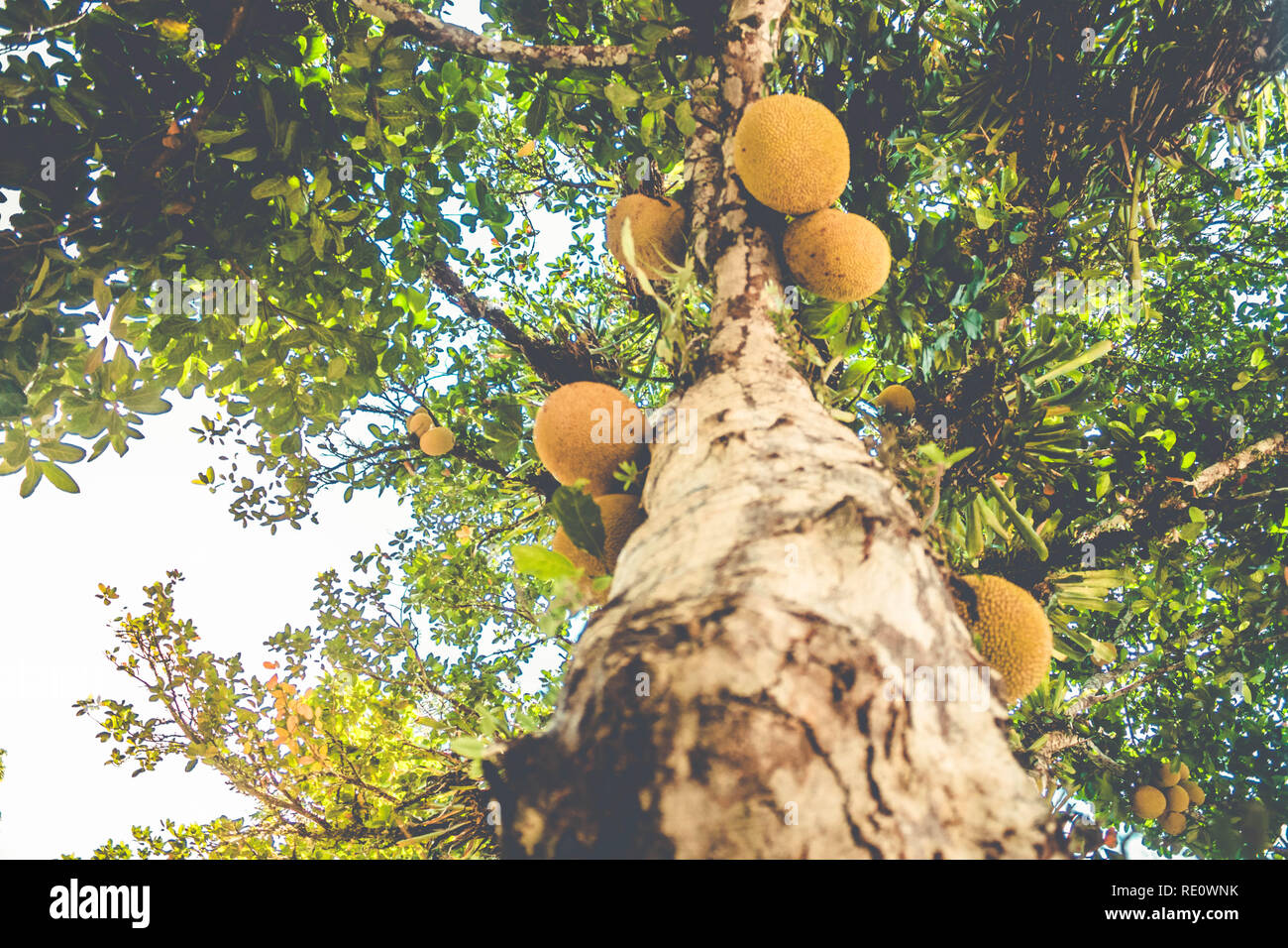 Beautiful Jackfruit tree trunk (Artocarpus heterophyllus) Stock Photo