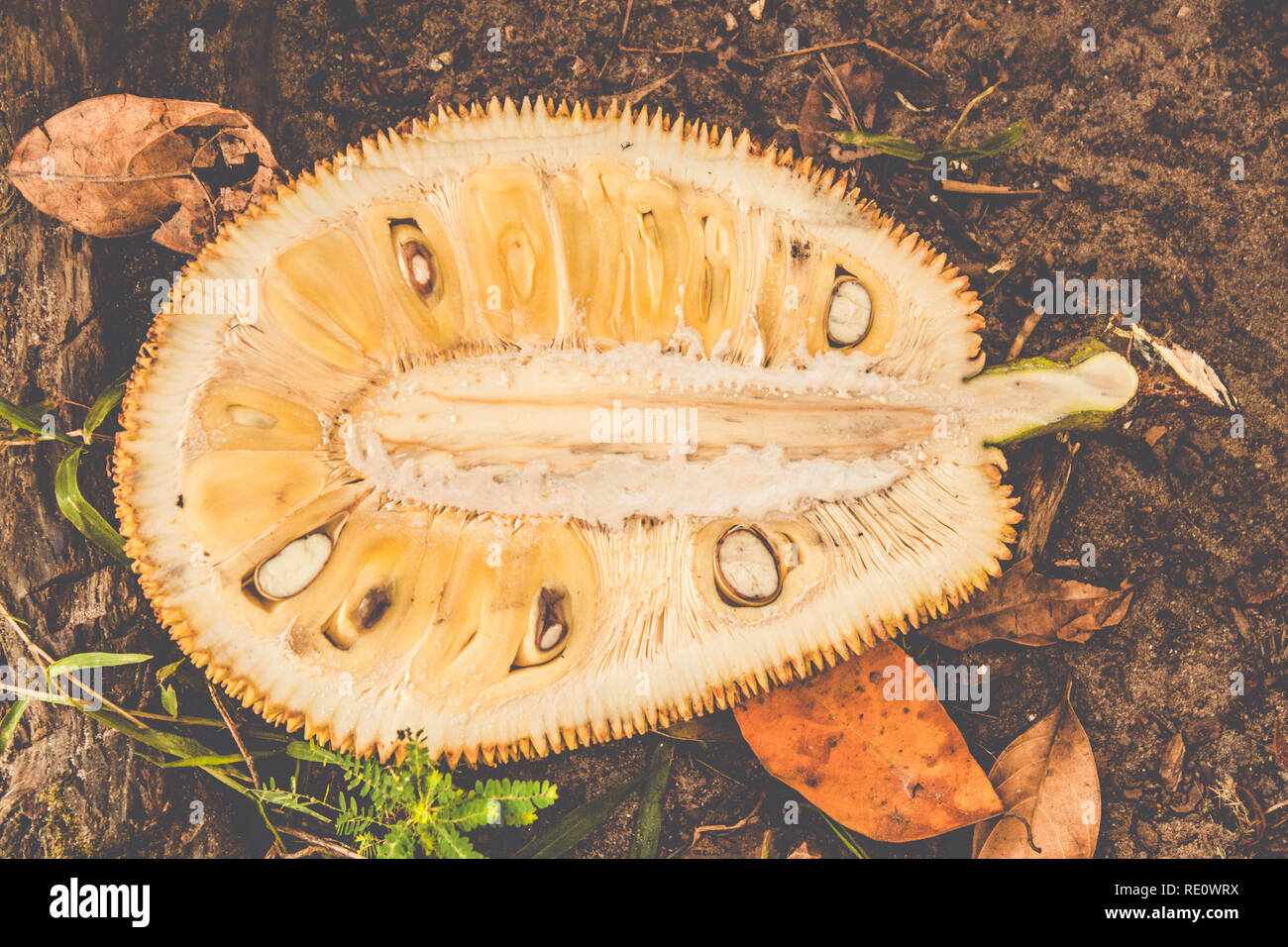Jackfruit Flesh (Artocarpus heterophyllus )Texture with the sitcky latex. Brazil Stock Photo Alamy