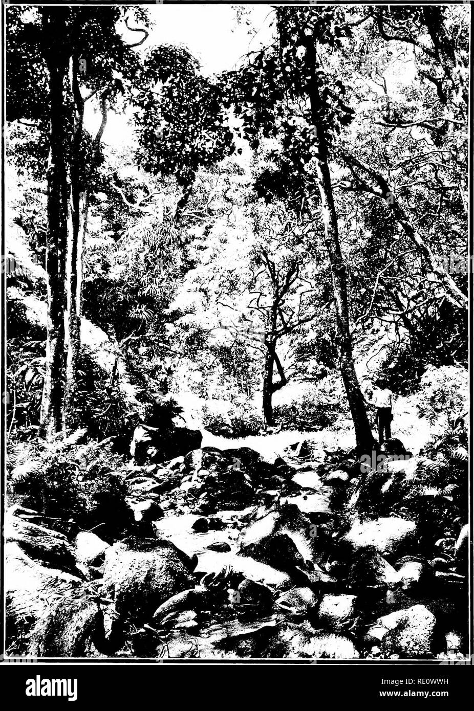 . The indigenous trees of the Hawaiian Islands. Trees. I'LATK A'.. VEGETATION ALONG A STREAM in the lower forest region on Oahu, Palolo Valley; the trees in the foreground are Aleurites moluccana WiliaT (Native name: Kukui.). Please note that these images are extracted from scanned page images that may have been digitally enhanced for readability - coloration and appearance of these illustrations may not perfectly resemble the original work.. Rock, Joseph Francis Charles, 1884-1962. Honolulu, T. H. Stock Photo