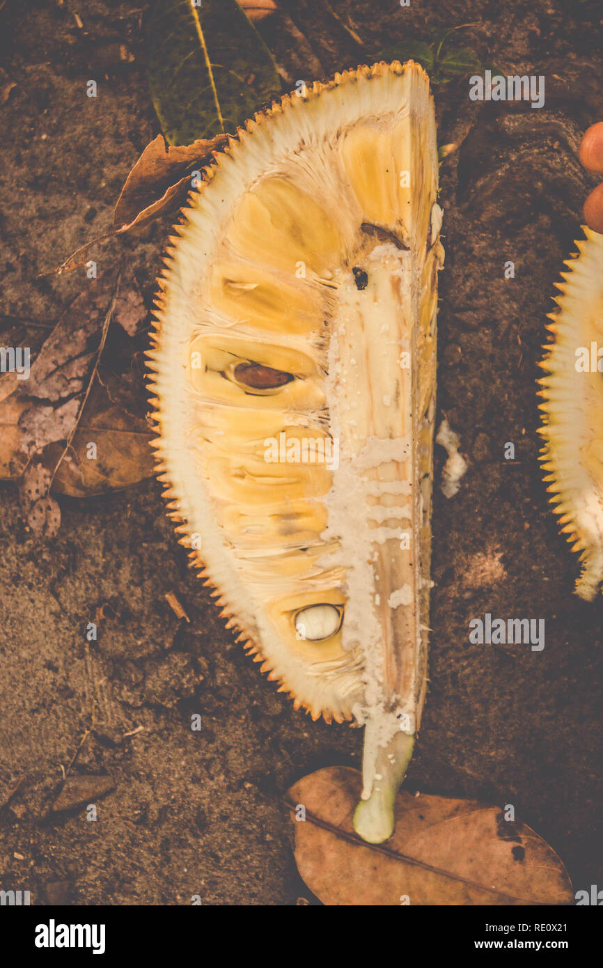 Jackfruit Flesh (Artocarpus heterophyllus )Texture with the sitcky