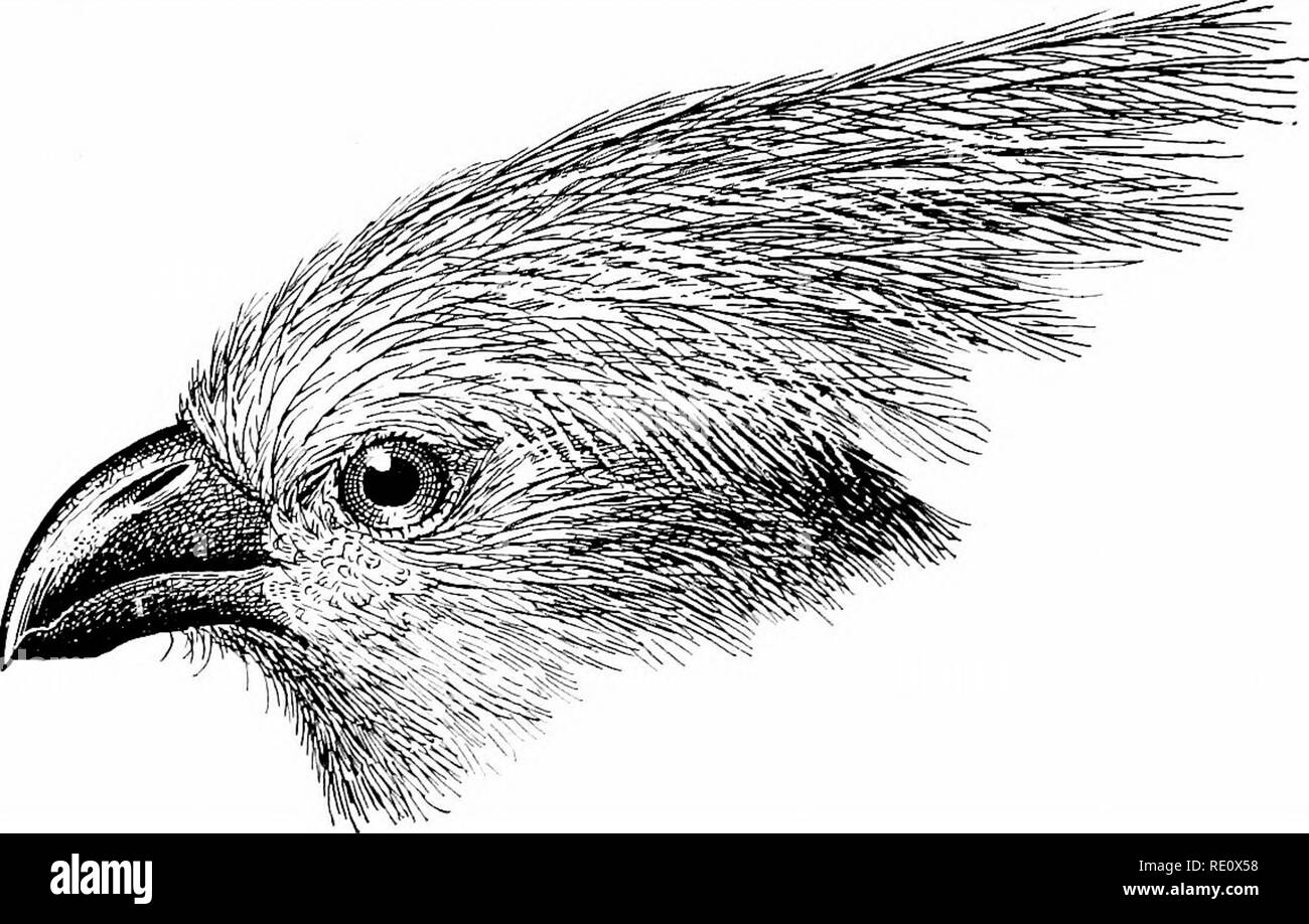 . The birds of South Africa. Birds. 220 MUSOPHAGID^ SCHIZOEHIS 1869, p. 296 [Limpopo]; Layard, t.c. p. 372 [Matabeleland]; Exton, Ibis, 1871, p. 107 [Kanye]; Qurney in Andersson's B. Damaraland, p. 204 (1872); Buckley, Ibis, 1874, p. 866 ; Sharpe, ed. Layard's B. 8. Afr. pp. 144, 809 (1875-84); Barratt, Ibis, 1876, p. 199 [Rusten- burgj ; Dates, Matabeleland, p. 304 (1881) ; Shelley, Ibis, 1882, p. 245 [Mashonaland] ; Holub Sr PeUeln, Orn. Sud-Afr. p. 139 (1882) ; Shelley, Cat. B. M. xix, p. 453 (1891); id. B. Afr. i, p. 120 (1896); Sharpe, Ibis, 1897, p. 498 [Zululand]; Sowerhy, Ibis, 1898, p Stock Photo