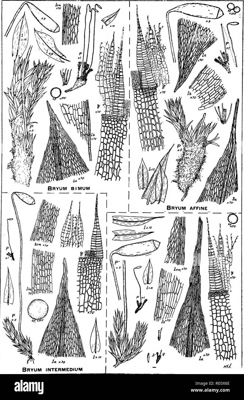 . A manual of the mosses of western Pennsylvania. Mosses. 394 A MANUAL OF MOSSES PLATE XIX. la xfi I Bryum intermedium. Please note that these images are extracted from scanned page images that may have been digitally enhanced for readability - coloration and appearance of these illustrations may not perfectly resemble the original work.. Jennings, Otto Emery, 1877-. Pittsburgh, Pa. , The Author, Press of the City Mission Publishing Company Stock Photo