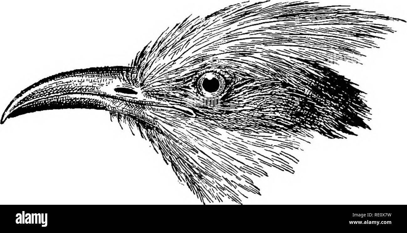 . The birds of South Africa. Birds. CUCULID^ COCCYSTES 193 467. Coccystes glandarius. Great Spotted Cuckoo. Cuculus glandarius, Linn. Syst. Nat. 12th ed. i, p. 169 (1766). Oxylophus glandarius, P. L. Sclater, P. Z. 8. 1866, p. 22 [Cathcart]; Layard's B. S. Afr. p. 251 (1867). Coccystes glandarius, Ourney in Andersson's B. Bamaraland, p. 225 (1872); Sharpe, P. Z. 8. 1873, p. 593; Dresser, B. Bur. v, p. 219, pi. 300 (1874) ; 81iarpe, ed. Laya/rd's B. 8. Afr. pp. 157, 810 (1875-84); Ayres, Ibis, 1879, p. 298 [Potohefstroom]; Butler, Feilden, and Beid, Zool. 1882, p. 207 [Blaauwkrantz river]; Ayre Stock Photo