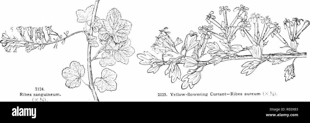 . Cyclopedia of American horticulture, comprising suggestions for cultivation of horticultural plants, descriptions of the species of fruits, vegetables, flowers, and ornamental plants sold in the United States and Canada, together with geographical and biographical sketches. Gardening. 2123. Ribes rubrum, the common Currant. Xatural size. ret^exed, the petals small and white : berry blaidv. mostly glandular-hairy, scarcely ed.lble. Rocky Mts. and ^â est B. acerifbliinn, Hnrt.=niliruni. â 7?. amictitm, Greene. Fls. large. shov&gt;', purple. Rel;tt(-il to t.'alifornicxim. Califovnia B. Bi'ff Stock Photo