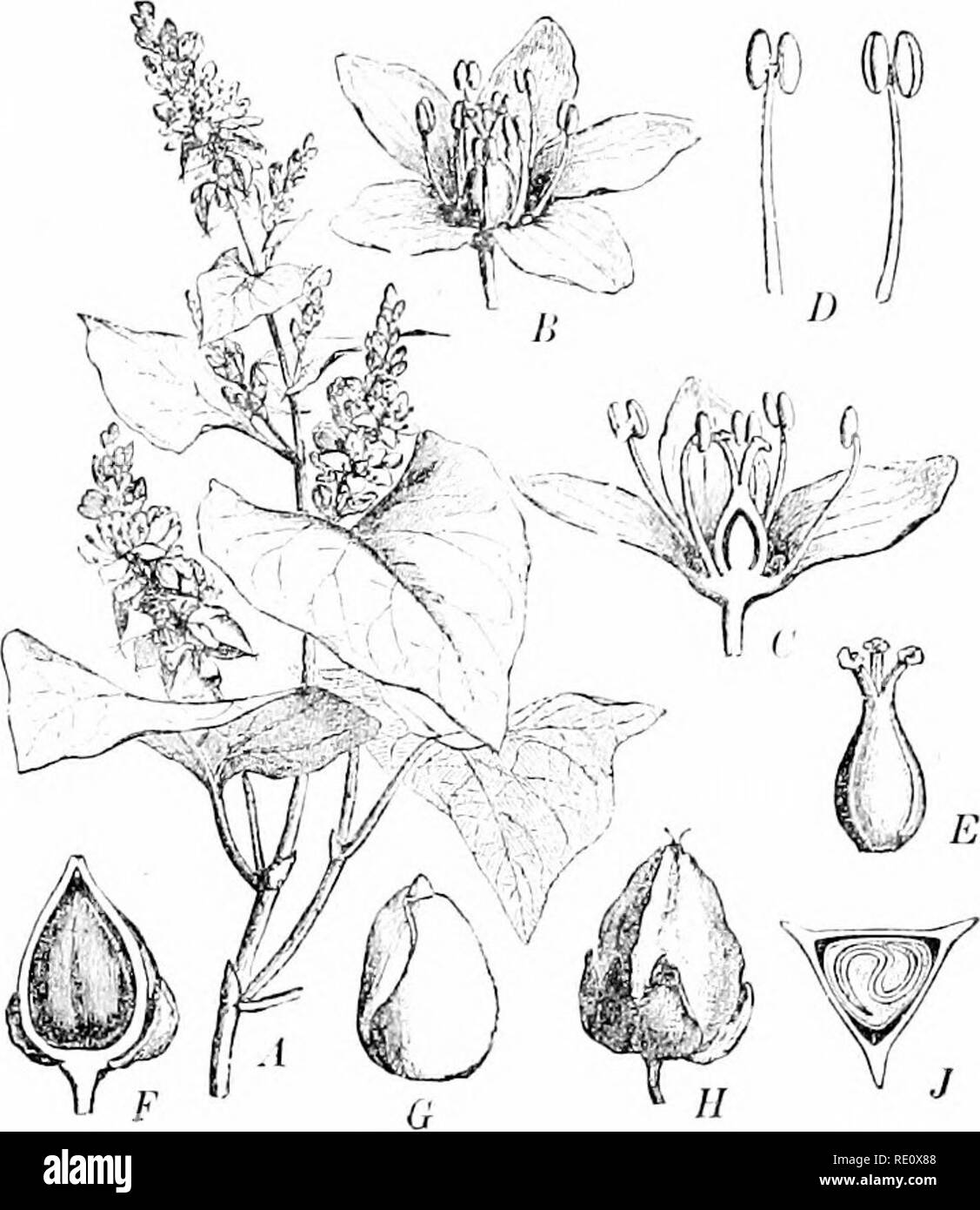 . Plants and their uses; an introduction to botany. Botany; Botany, Economic. BUCKWHEAT 29 to anj^ other grain. Although much wheat of fine quahty is raised abroad, especially in Russia, France, and Austria- Hungary, our country produces more than anj' other.. Fig. 2L'.—Buckwlieat (Fagopiji-um ''sriilenluin, Buckwht-at Family, Poly- gonacew). A, upper part of plant, shomng lea'os and flower-cluster.s; natural size. B, a flower enlarged, showing the following parts:—in the center a single pistil on the ovary of which are borne three styles ending in rounded stigmas; around the pistil eight sta Stock Photo
