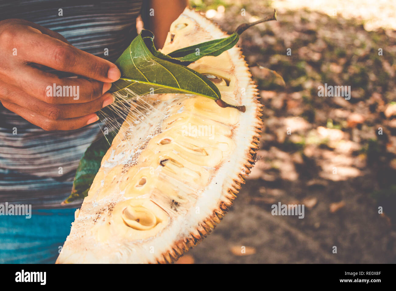 Jackfruit Flesh (Artocarpus heterophyllus )Texture with the sitcky latex. Brazil Stock Photo Alamy