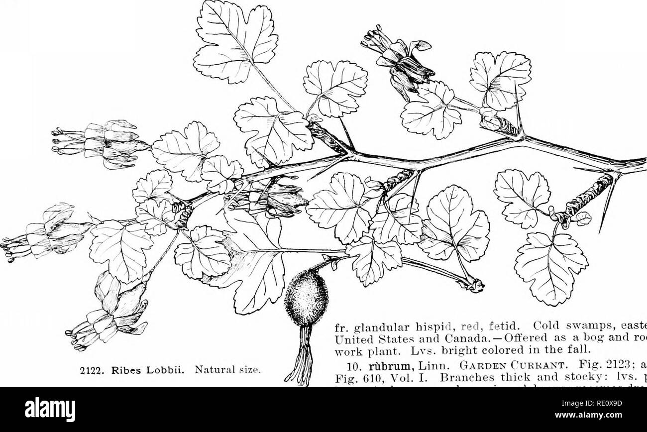 . Cyclopedia of American horticulture, comprising suggestions for cultivation of horticultural plants, descriptions of the species of fruits, vegetables, flowers, and ornamental plants sold in the United States and Canada, together with geographical and biographical sketches. Gardening. 1.332 RIBES. Ribes Lobbi deeply eut or notrhcd IciVies, the stalks fdiimlular: pe- duncles Urns and filiform: fis. small, reddish, open anil the tube nearlv wanting; berry small and bristly. Cold bogs, . Eiig.'to Calif.&quot; B.M. (i4!)2. L.B.C. 9:884.-Of- fered h&quot; dealers as a bog shnili. Intermediate b Stock Photo