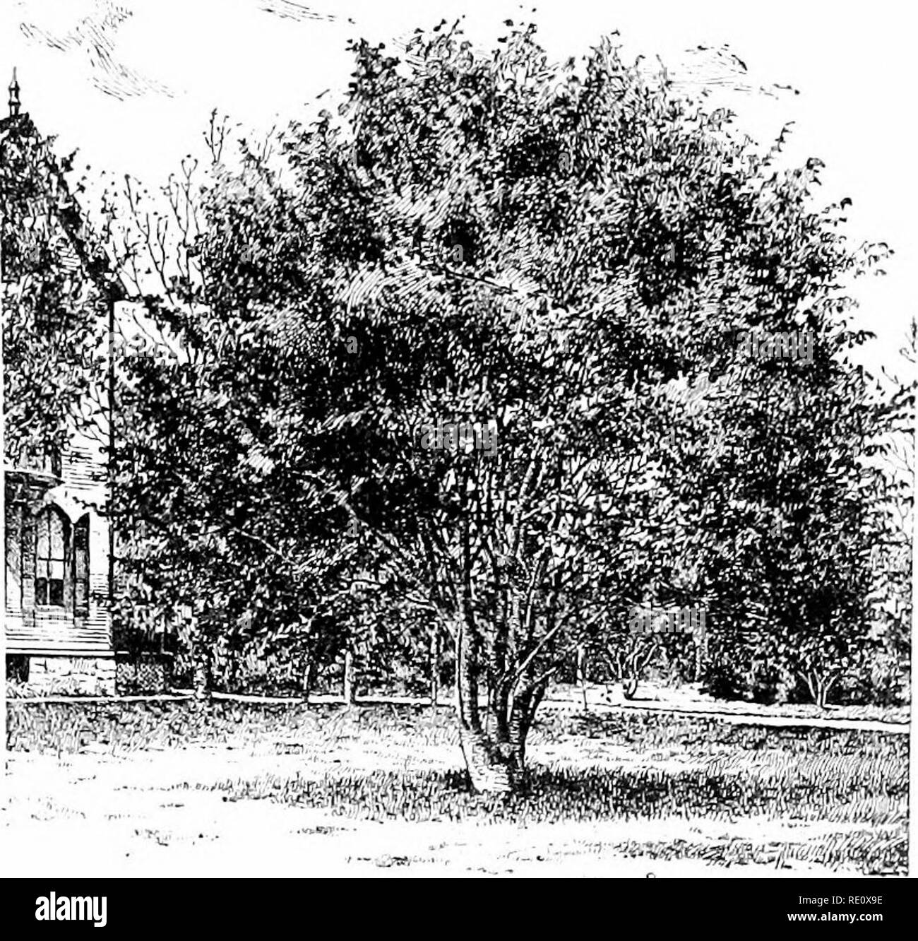 . Cyclopedia of American horticulture, comprising suggestions for cultivation of horticultural plants, descriptions of the species of fruits, vegetables, flowers, and ornamental plants sold in the United States and Canada, together with geographical and biographical sketches. Gardening. 804. Fagus ferrueinea (left), and F. sylvatica (X,'()- FAIK MAIDS OF FRANCE. nunc u 111s a con ififoIiu .s'. Double forms of Ba- FAIRT LILY. Cooperia â pedunculata. FANWORT. See Cahomba. FAEFUGIUM. See Seneeio Kconpferi. FATSIA (from a Japanese name). Araliclcew. This genus is doubly interesting as producing t Stock Photo