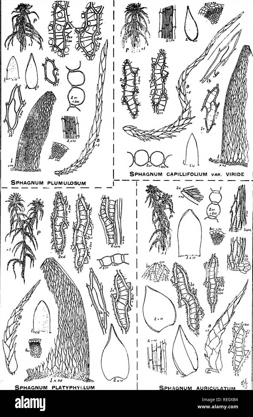 . A manual of the mosses of western Pennsylvania. Mosses. OF WESTERN PENNSYLVANIA PLATE IV 379. Sphagnum platyphyllum Sphagnum auriculatum. Please note that these images are extracted from scanned page images that may have been digitally enhanced for readability - coloration and appearance of these illustrations may not perfectly resemble the original work.. Jennings, Otto Emery, 1877-. Pittsburgh, Pa. , The Author, Press of the City Mission Publishing Company Stock Photo