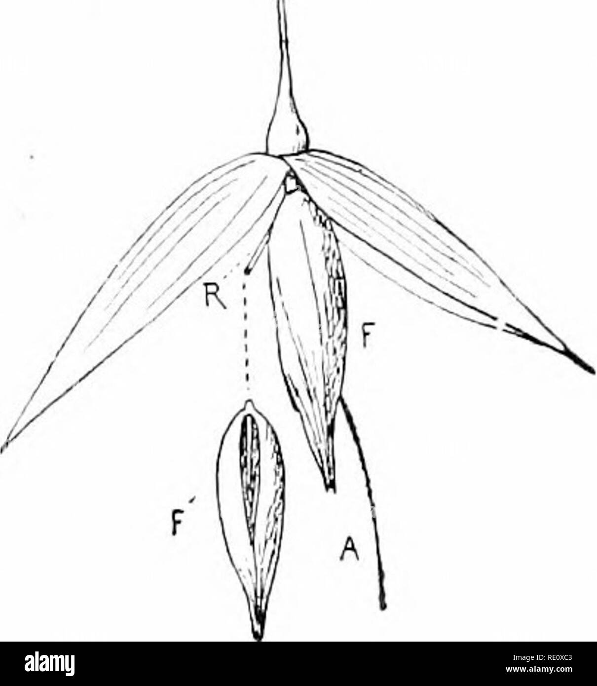 Plants And Their Uses An Introduction To Botany Botany Botany Economic Via 3 Oat A Spikelet Similar To B Fig 2 Cut Lengthwise To Show The Inner Parts Enlarged And Somewhat Diagrammatic