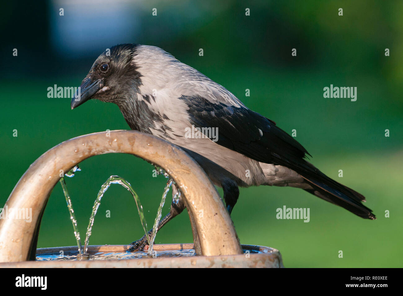 Corvus cornix Stock Photo