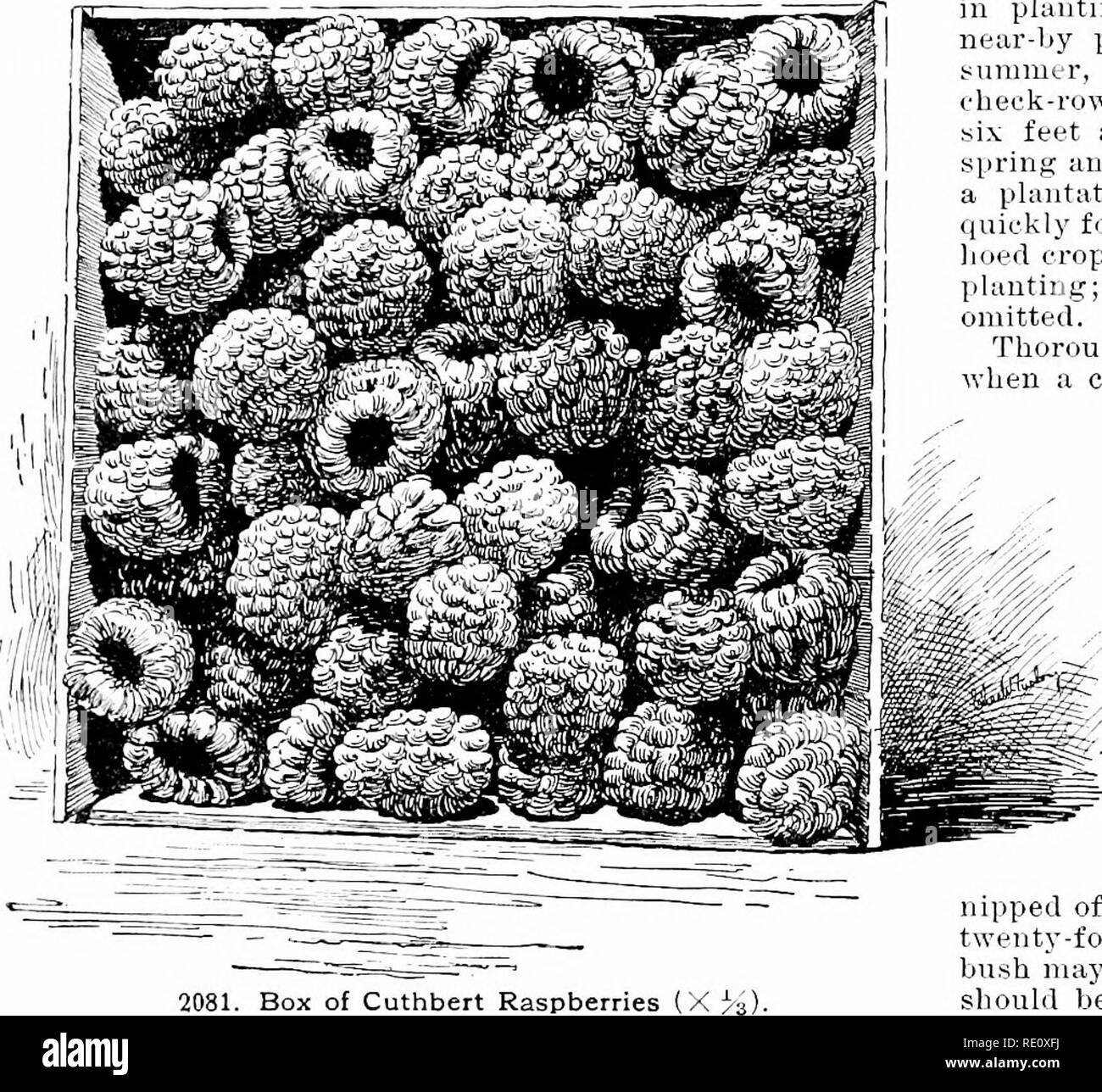 . Cyclopedia of American horticulture, comprising suggestions for cultivation of horticultural plants, descriptions of the species of fruits, vegetables, flowers, and ornamental plants sold in the United States and Canada, together with geographical and biographical sketches. Gardening. 1502 RASPBERRY coiKlitions would not warrant the growinsr of fruit to be soM fresh. Hybrids of it', striuosii^ and Ii. vcc'nlen- tuUs-known as i?. nef/fectns-h&amp;ve given the purple- cane class, of which Shaffer (Fig. 2082) is a leading example. For further notes on species of Raspberry, see Rubas. Raspberrie Stock Photo