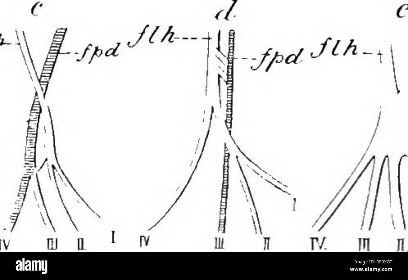The Birds Of South Africa Birds Spinal Tract Pig 1 Diagram Of A Pigeon Witli The Feathers Removed To How The Arrangement Of The Feather Tracts After Nitsch V Gt Quot Quot Y Quot Quot Quot Quot Quot Li Quot