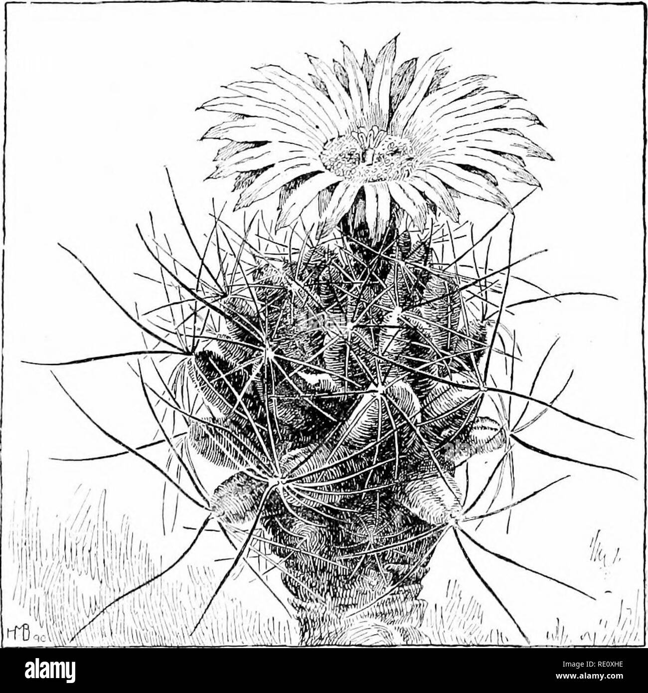 . Cyclopedia of American horticulture, comprising suggestions for cultivation of horticultural plants, descriptions of the species of fruits, vegetables, flowers, and ornamental plants sold in the United States and Canada, together with geographical and biographical sketches. Gardening. 516 ECHIXOCACTUS ECHIXOCACTrS diam.), profusely branched at base: ribs 13-21 (occa- sionally 10): spines 8-15, very stout and compressed, more or less recurved and reddish; radials 4-11, com- paratively slender (the uppermost the most slender), 1-2 in. long; the 4 centrals much stouter and longer (IK to two and Stock Photo
