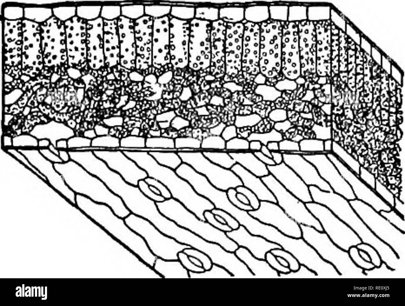 . Our field and forest trees. Trees. 194 Our Field and Forest Trees. Fig. 49. Portion o£ a white lily leaf cut through and magnified show- ing a section of the thickness, the difference between the upper and lower tissue, and the breathing pores. sizes, and they lie loosely together like the stones in the rough walls which border New England lanes. Among these cells are a number of gaps and chinks — &quot; air spaces.&quot; Each separate leaf-cell is a little bag of delicate transparent skin, filled with colorless jelly. This jelly has been named &quot; protoplasm,&quot; which means &quot; the Stock Photo