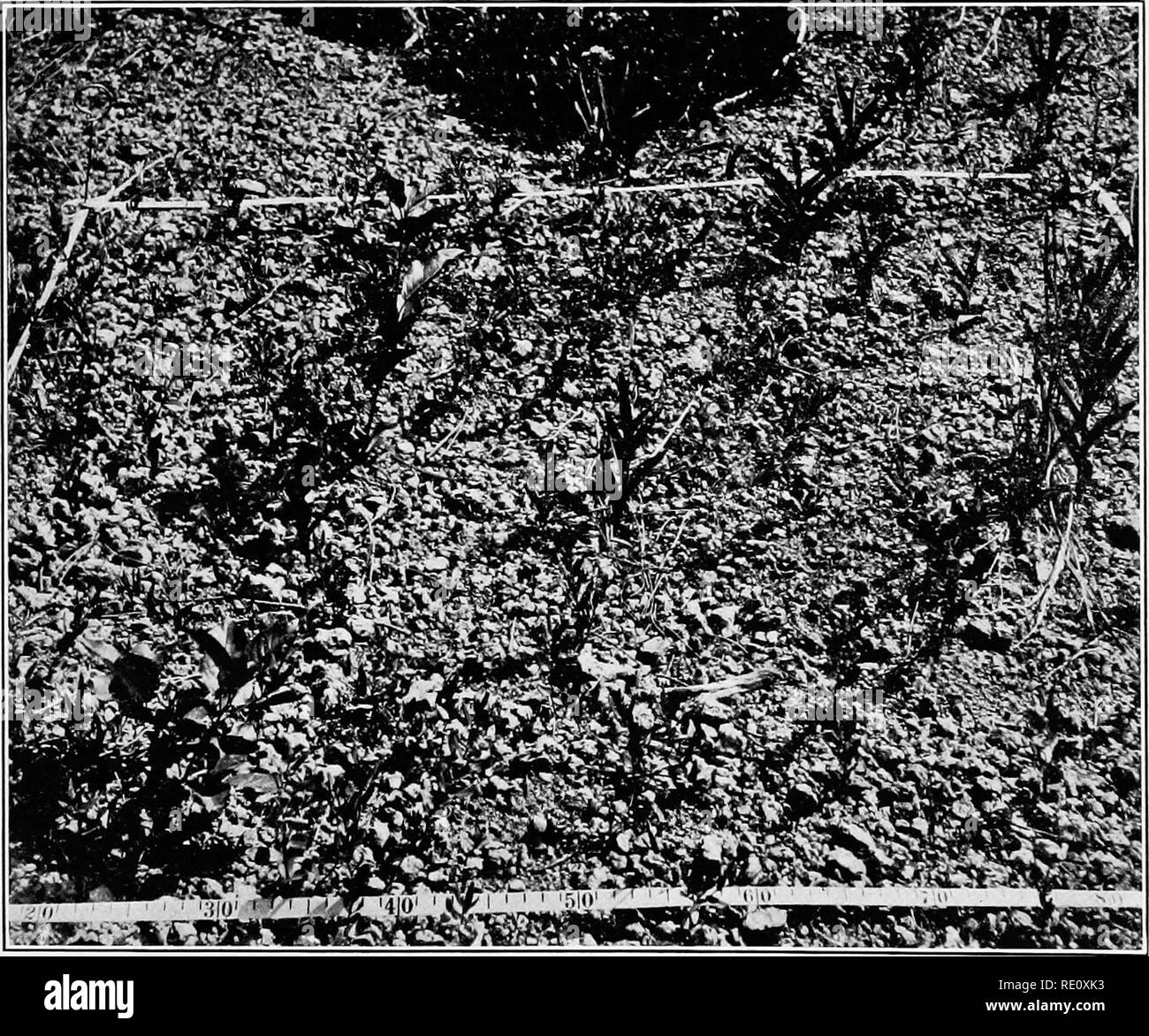 . Plant succession; an analysis of the development of vegetation. Plant ecology. A. Section of the heal edge of a double scar, furnishing the dates of two successive fires, Long's Peak, Colorado.. B. Permanent quadrat in gravel-slide colonized by Scutellaria and Wagnera, Cross Ruxton, Minnehaha, Colorado.. Please note that these images are extracted from scanned page images that may have been digitally enhanced for readability - coloration and appearance of these illustrations may not perfectly resemble the original work.. Clements, Frederic E. (Frederic Edward), 1874-1945. Washington, Carnegi Stock Photo