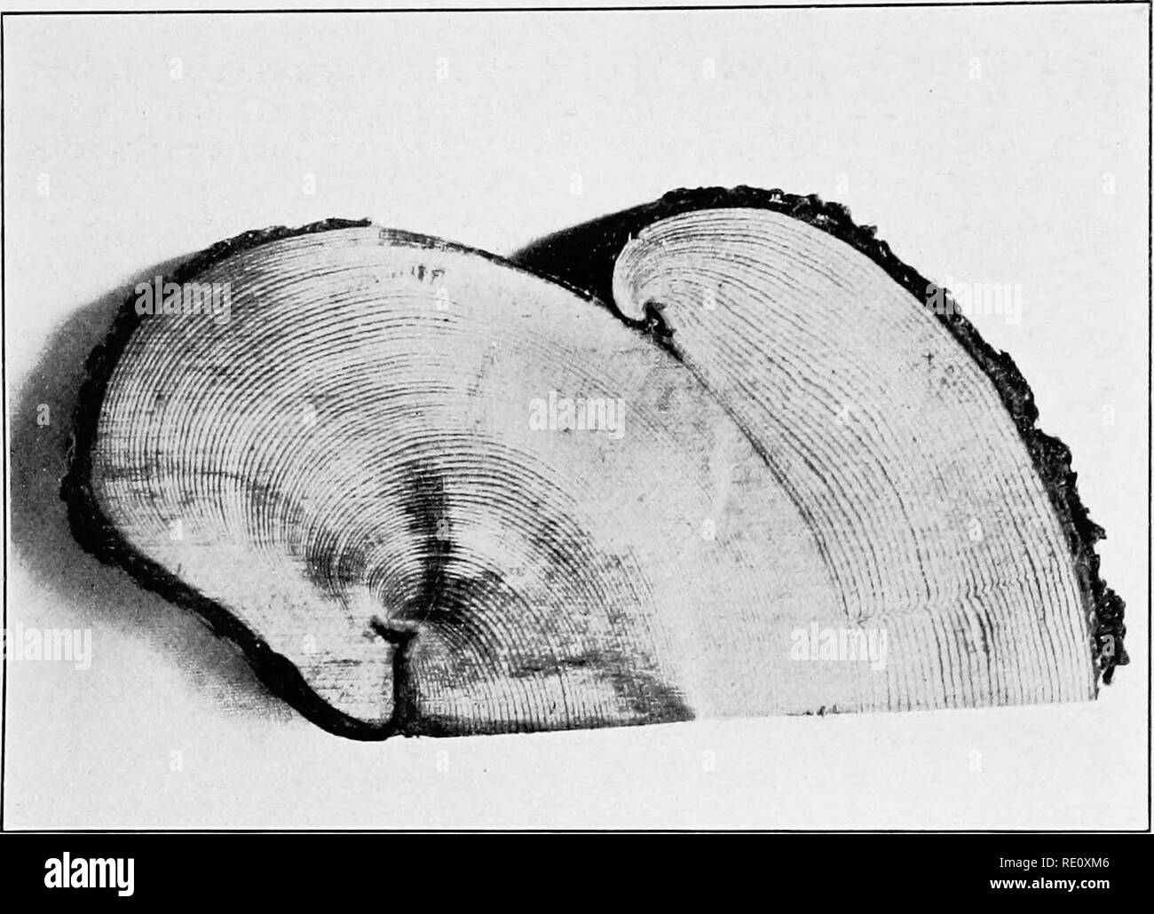 . Plant succession; an analysis of the development of vegetation. Plant ecology. PLATE 61. A. Section of the heal edge of a double scar, furnishing the dates of two successive fires, Long's Peak, Colorado.. Please note that these images are extracted from scanned page images that may have been digitally enhanced for readability - coloration and appearance of these illustrations may not perfectly resemble the original work.. Clements, Frederic E. (Frederic Edward), 1874-1945. Washington, Carnegie Institution of Washington Stock Photo
