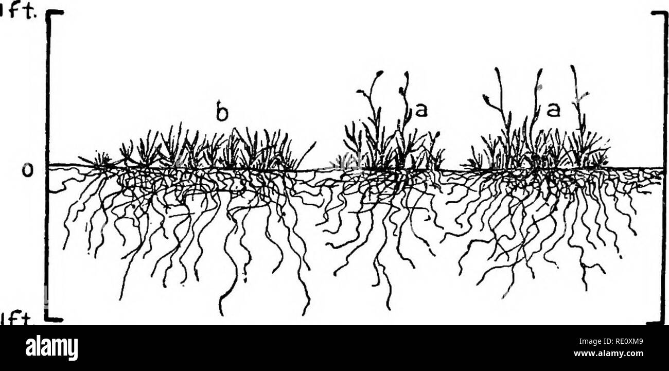 . Plant succession; an analysis of the development of vegetation. Plant ecology. Fig. 49.—^Bisect of sandhills mixed association in eastern Colo- rado, a, CalamovUfa longifolia; h, Artemisia filifolia; e, An- dropogon scopanus; d, A. hallii; e, Ipomoea leptophyUa; f, Aristida purpurea; g. Boutdoua hirsuta. After Shantz.. FiG. 50.—Bisect of the Bulhilis-Bouteloua-poion in eastern Colo- rado, a, Bovteloua oligostachya; b, BulbUis dactyloides. After Shantz. The migration circle.—The migration circle (Clements, 1905:182; 1907:212), or migrarc, is designed to make possible the exact analysis of mig Stock Photo