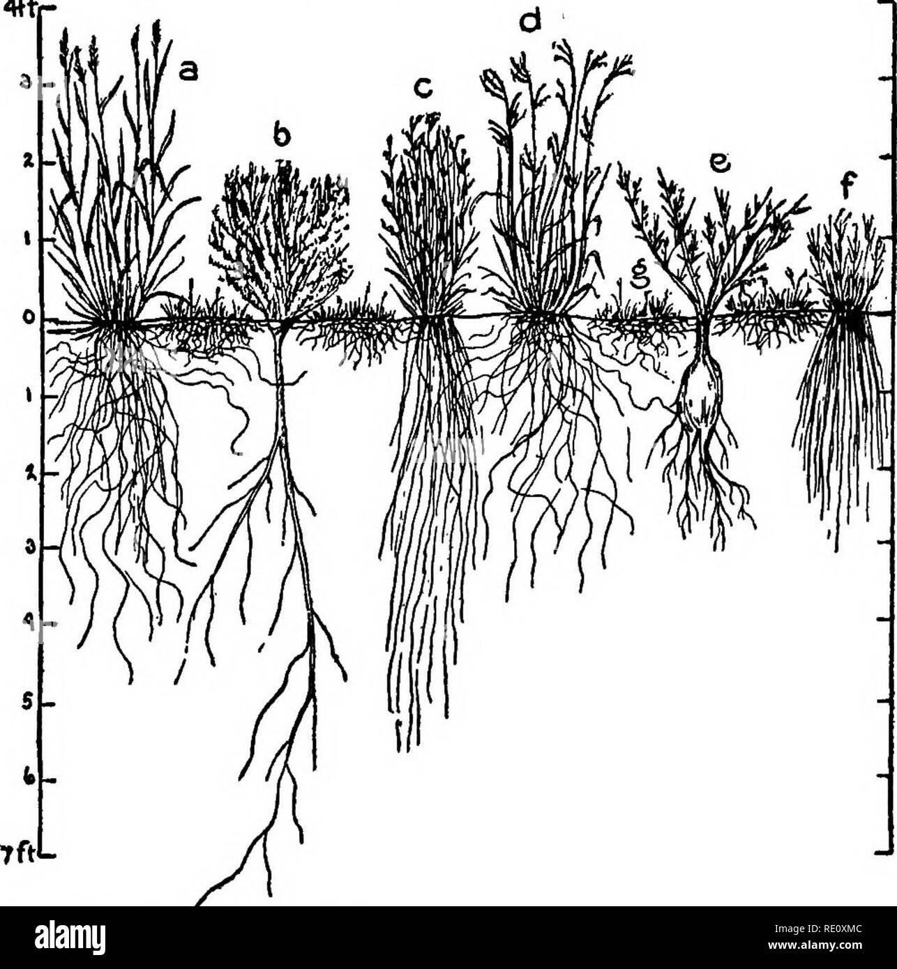 . Plant succession; an analysis of the development of vegetation. Plant ecology. THE BISECT. 433 and the consequent effect upon the course of succession. There is no question that investigations of this sort must become increasingly frequent in the study of development, and that the bisect will become a regular method of investi- gation and record (c/. Weaver, 1915, 1916). 4ftr k. Fig. 49.—^Bisect of sandhills mixed association in eastern Colo- rado, a, CalamovUfa longifolia; h, Artemisia filifolia; e, An- dropogon scopanus; d, A. hallii; e, Ipomoea leptophyUa; f, Aristida purpurea; g. Boutdou Stock Photo