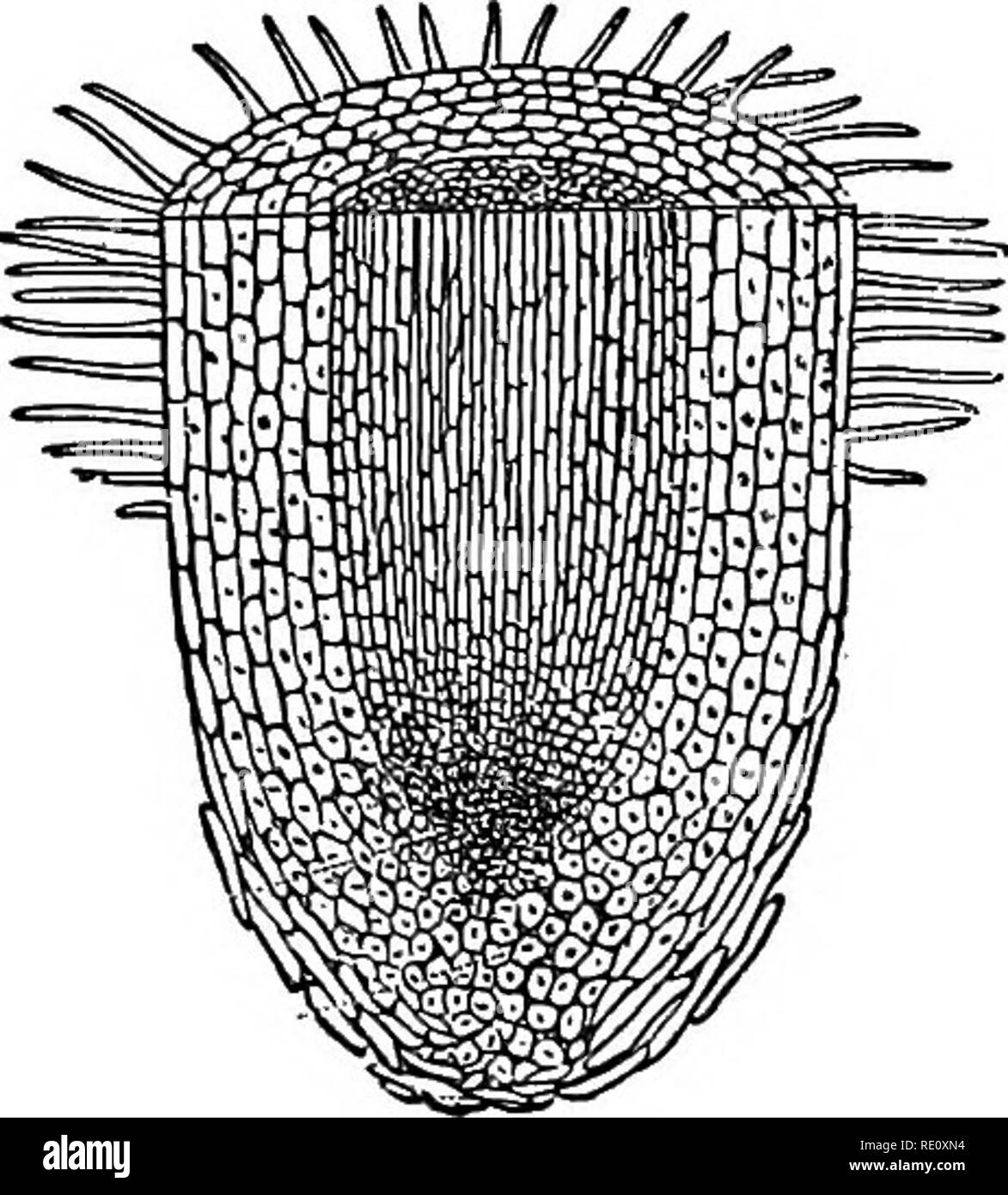 Plant root hairs Black and White Stock Photos & Images - Alamy