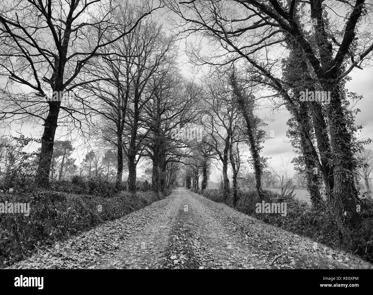 Track through trees in France Stock Photo
