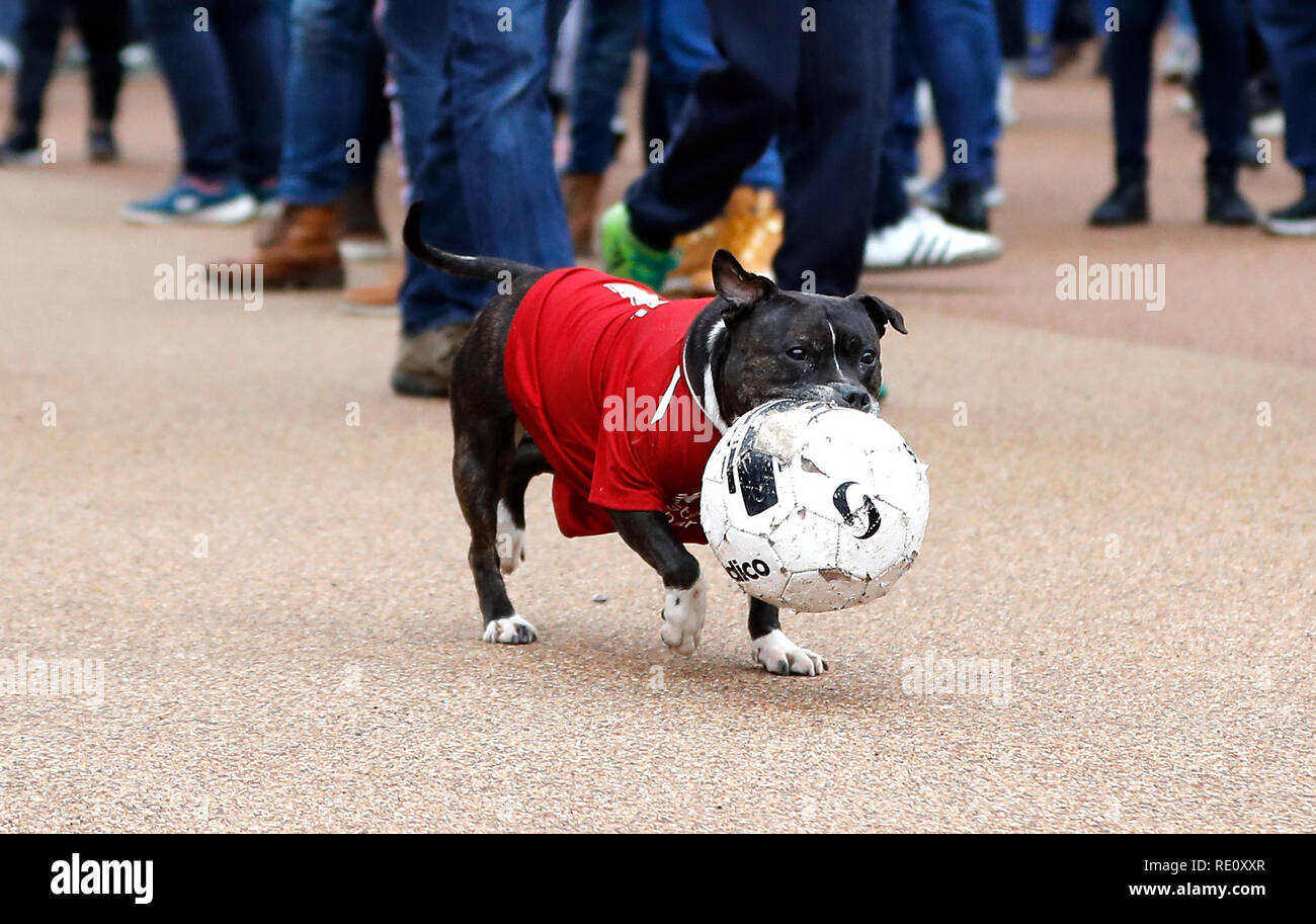 liverpool dog shirt