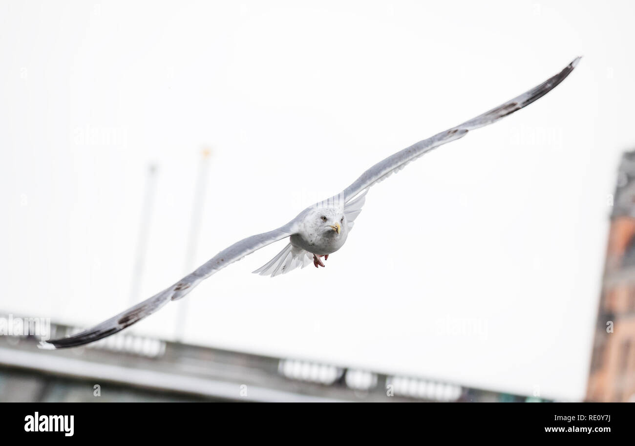 common gull - seagull flying gracefully Stock Photo